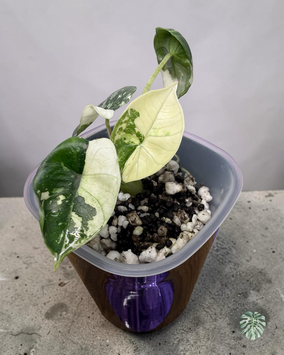 Alocasia Bisma Platine Albo Panaché
