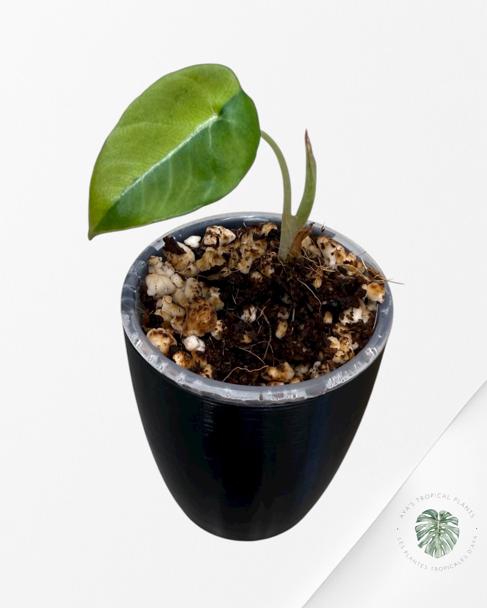 Alocasia Black Velvet Aurea Variegated