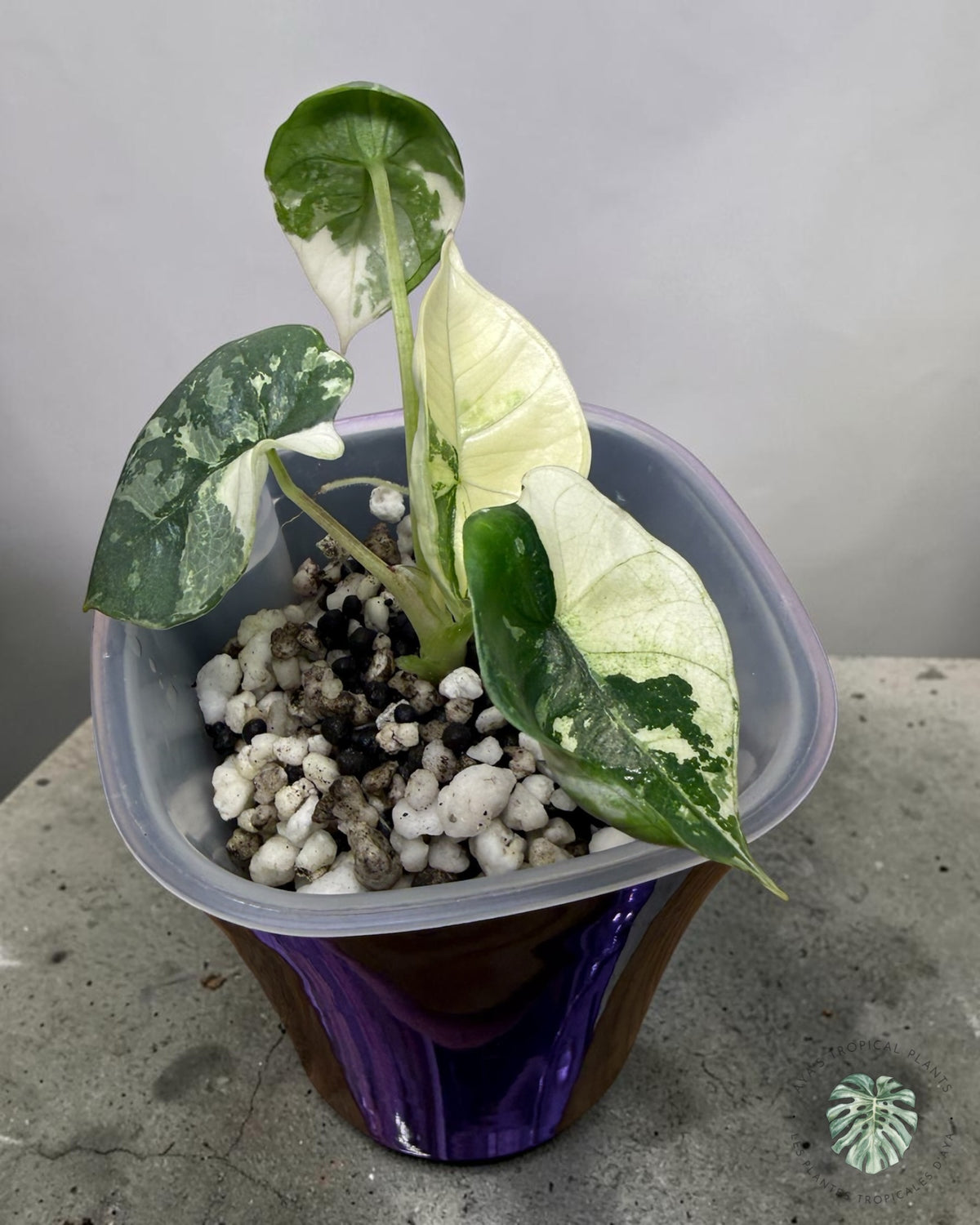Alocasia Bisma Platine Albo Panaché