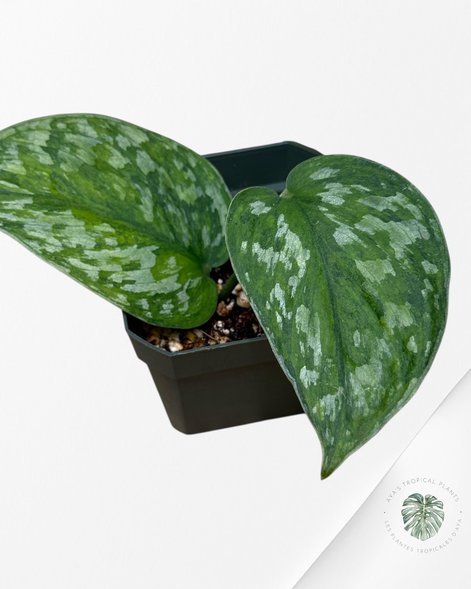 Scindapsus Kusuma -P90