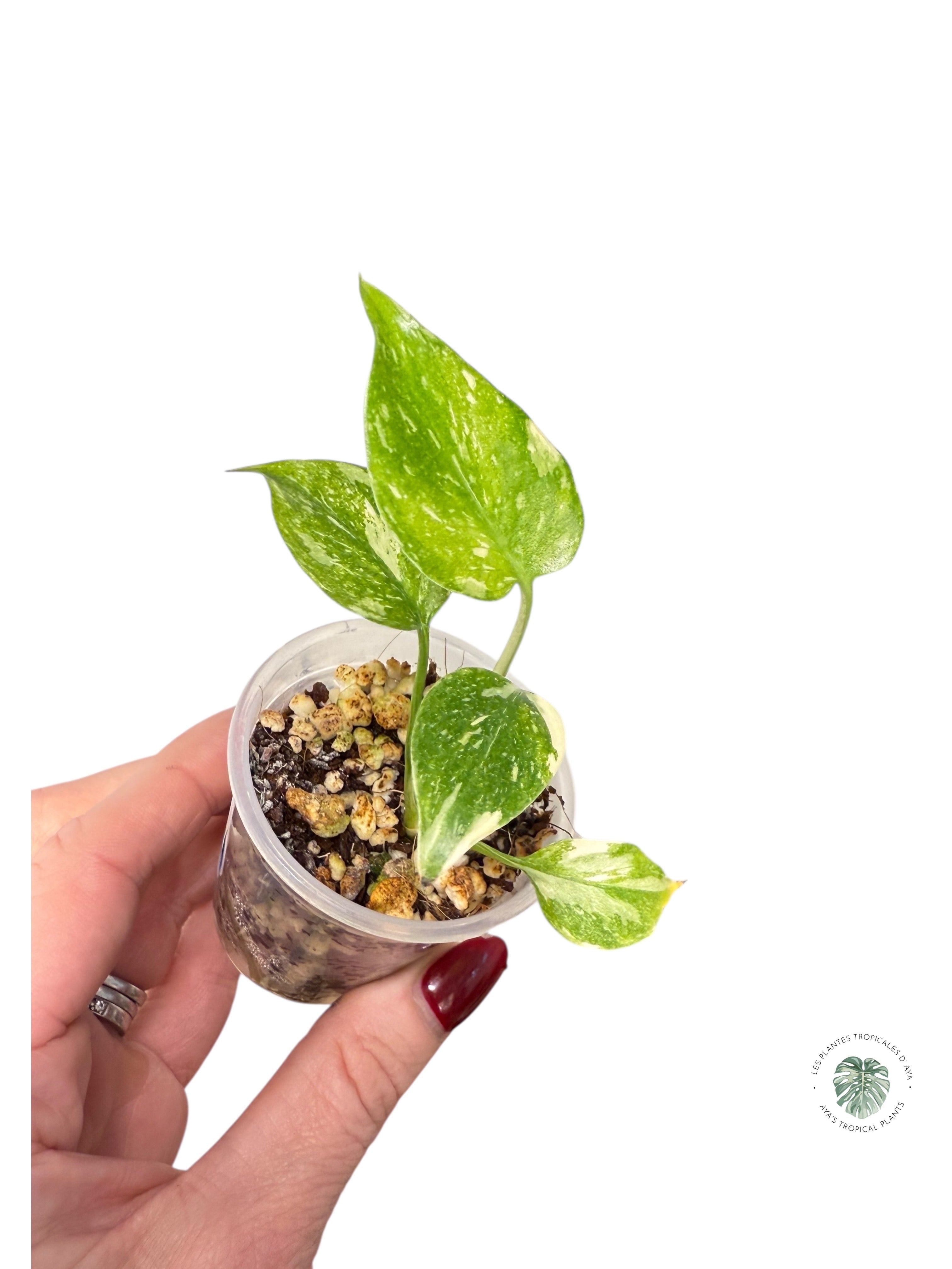 Monstera Thai Constellation Creme Brûlée| Rare TC Plant | Aya's Tropical Plants