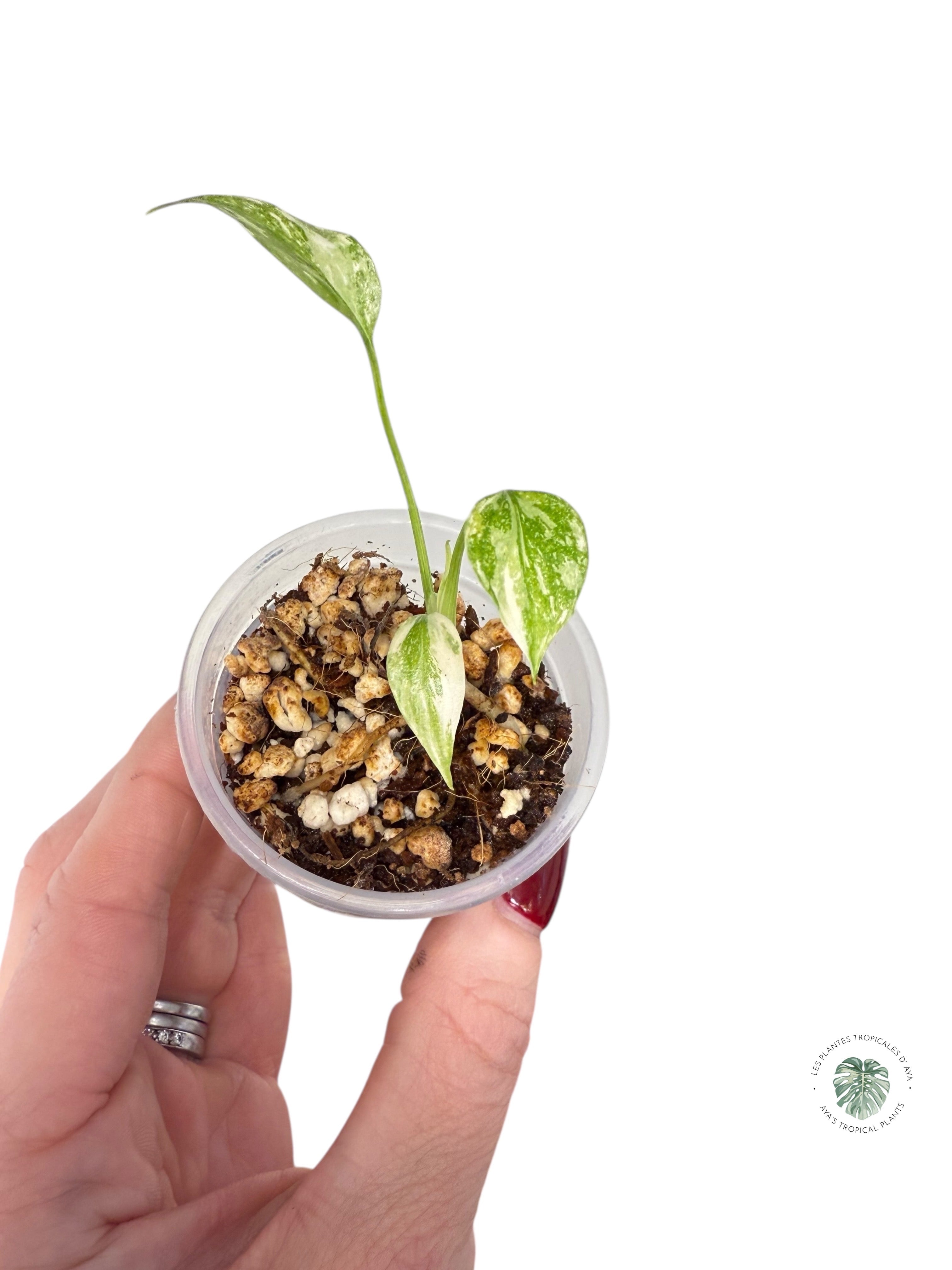 Monstera Thai Constellation Creme Brûlée| Rare TC Plant | Aya's Tropical Plants