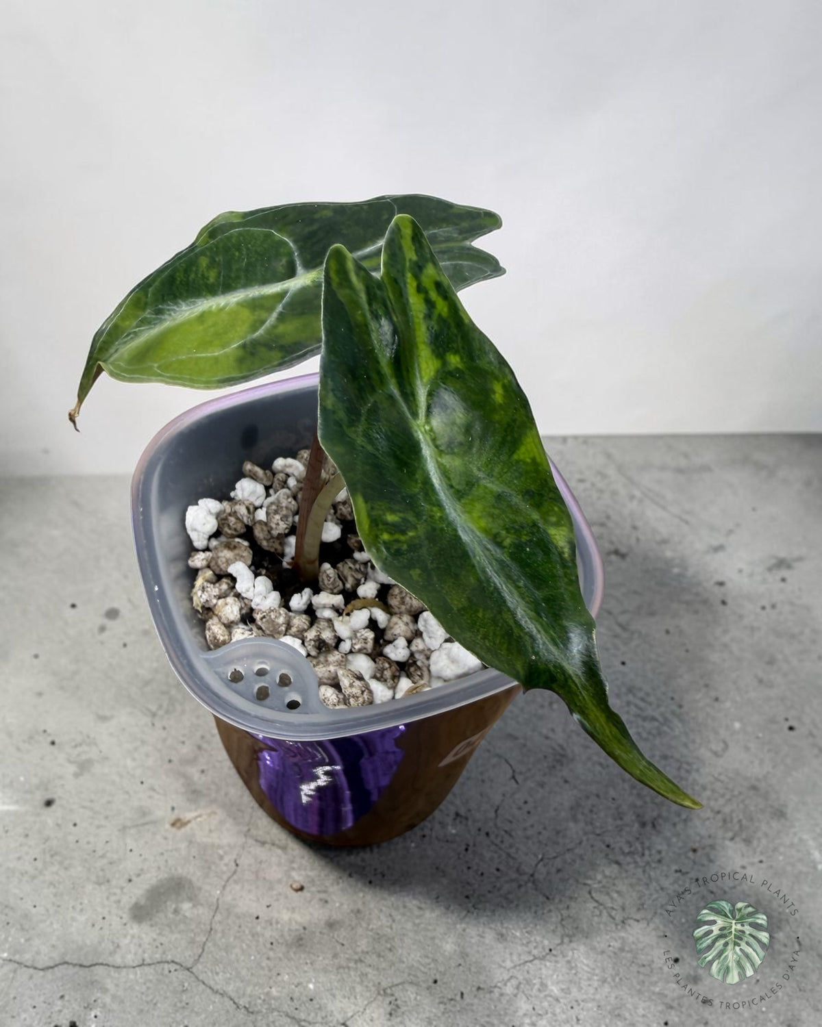 Alocasia Venom Aurea Variegated