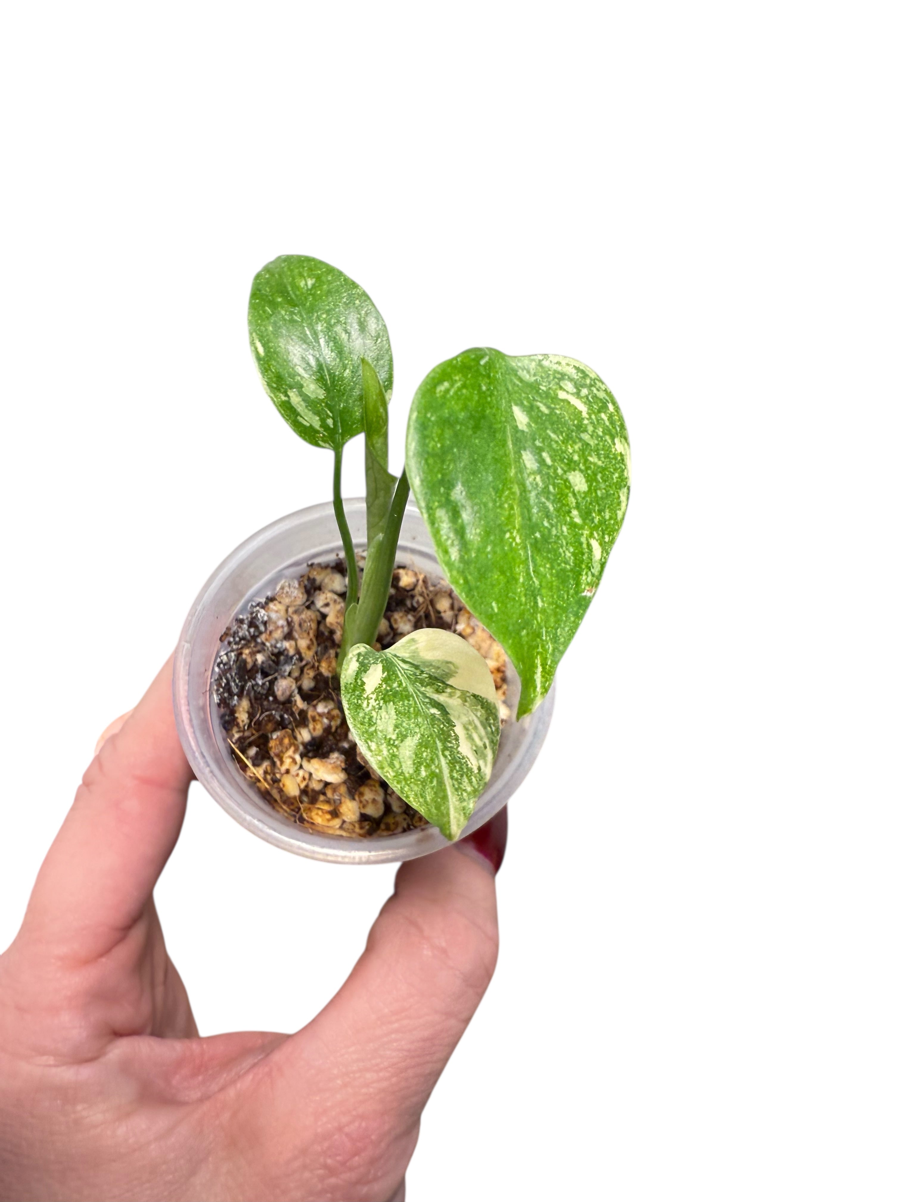 Monstera Thai Constellation Creme Brûlée| Rare TC Plant | Aya's Tropical Plants