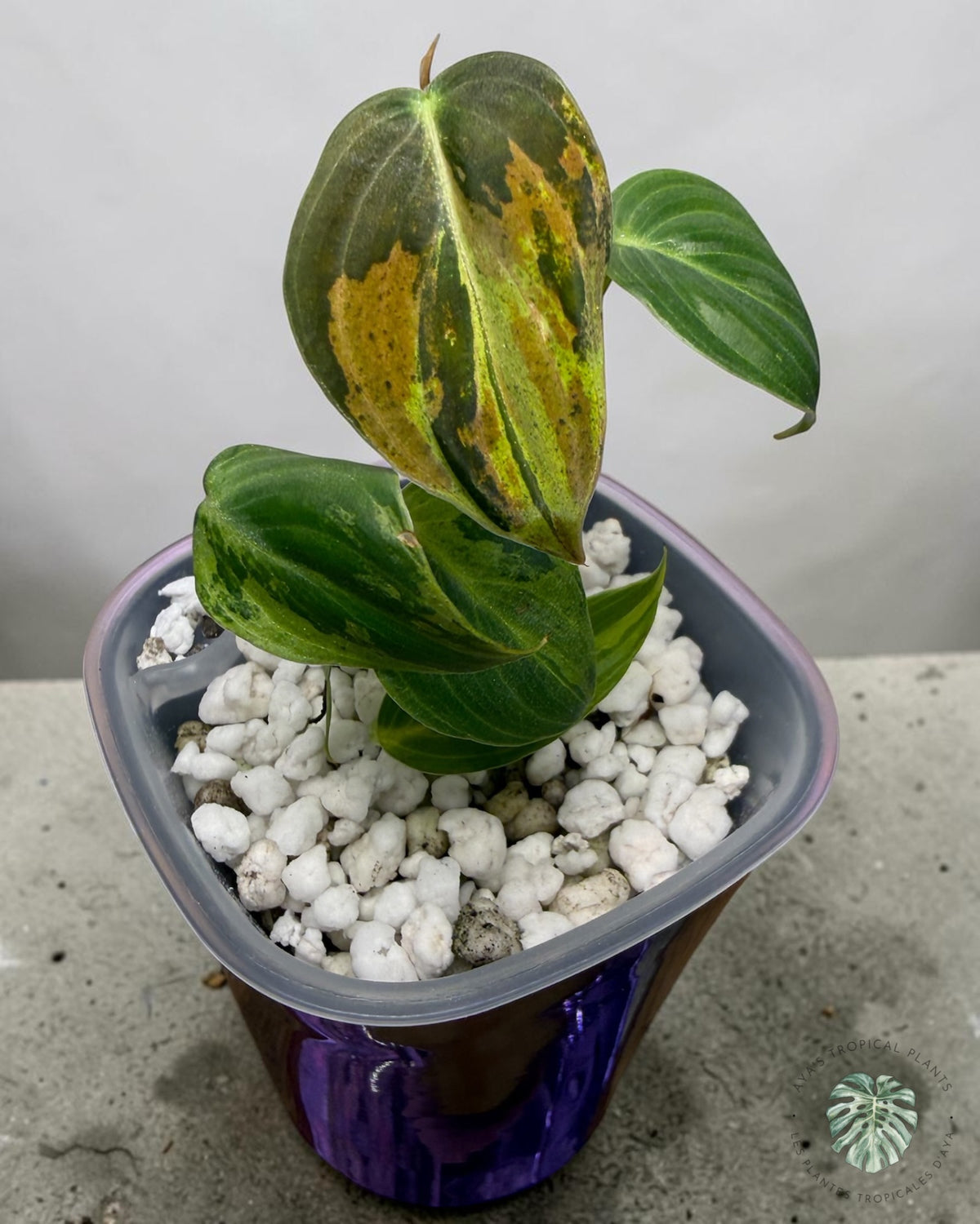 Philodendron Melanochrysum Orange