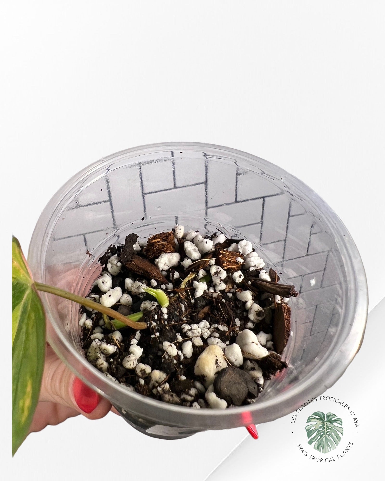 Philodendron Micans Variagated-JA0201