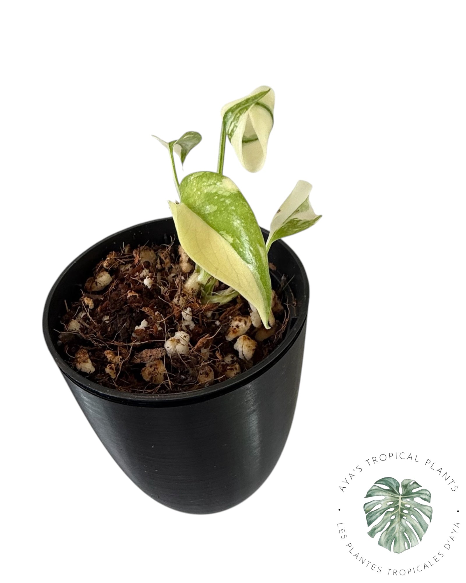 Monstera Thai Constellation Creme Brûlée