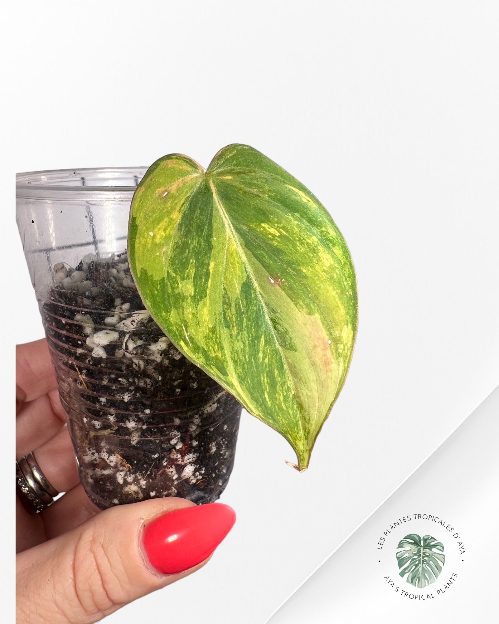 Philodendron Micans Variagated-JA0201