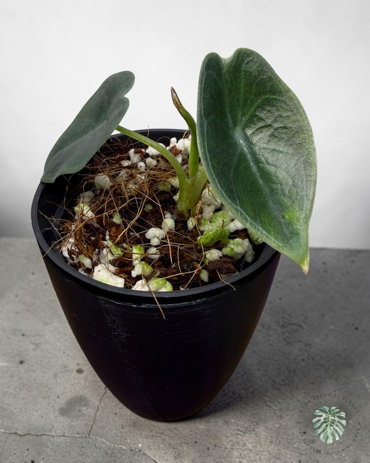 Alocasia Black Satun Pink Bone