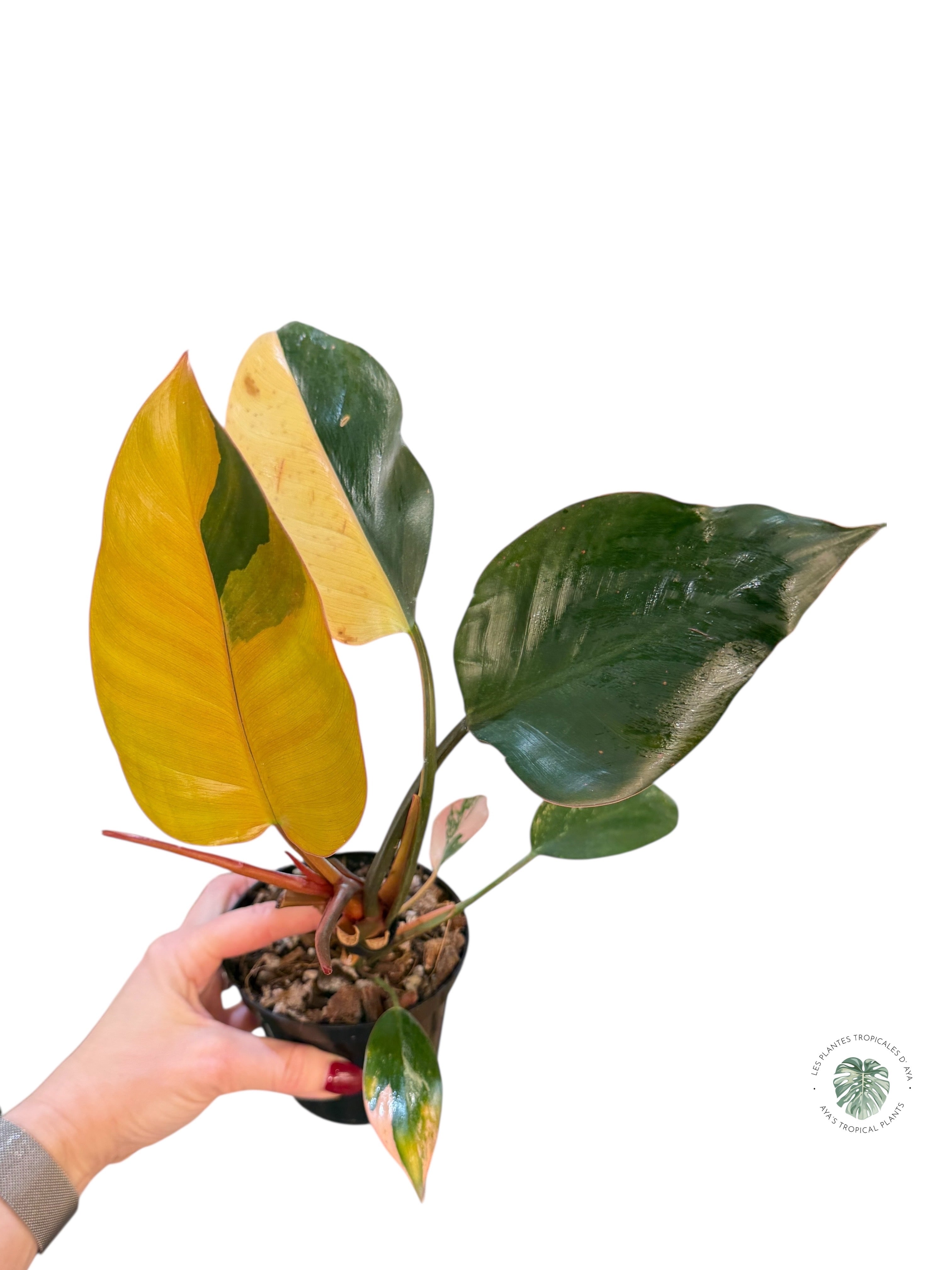 Philodendron 'Red Congo' panaché | Aracée | Plantes tropicales d'Aya
