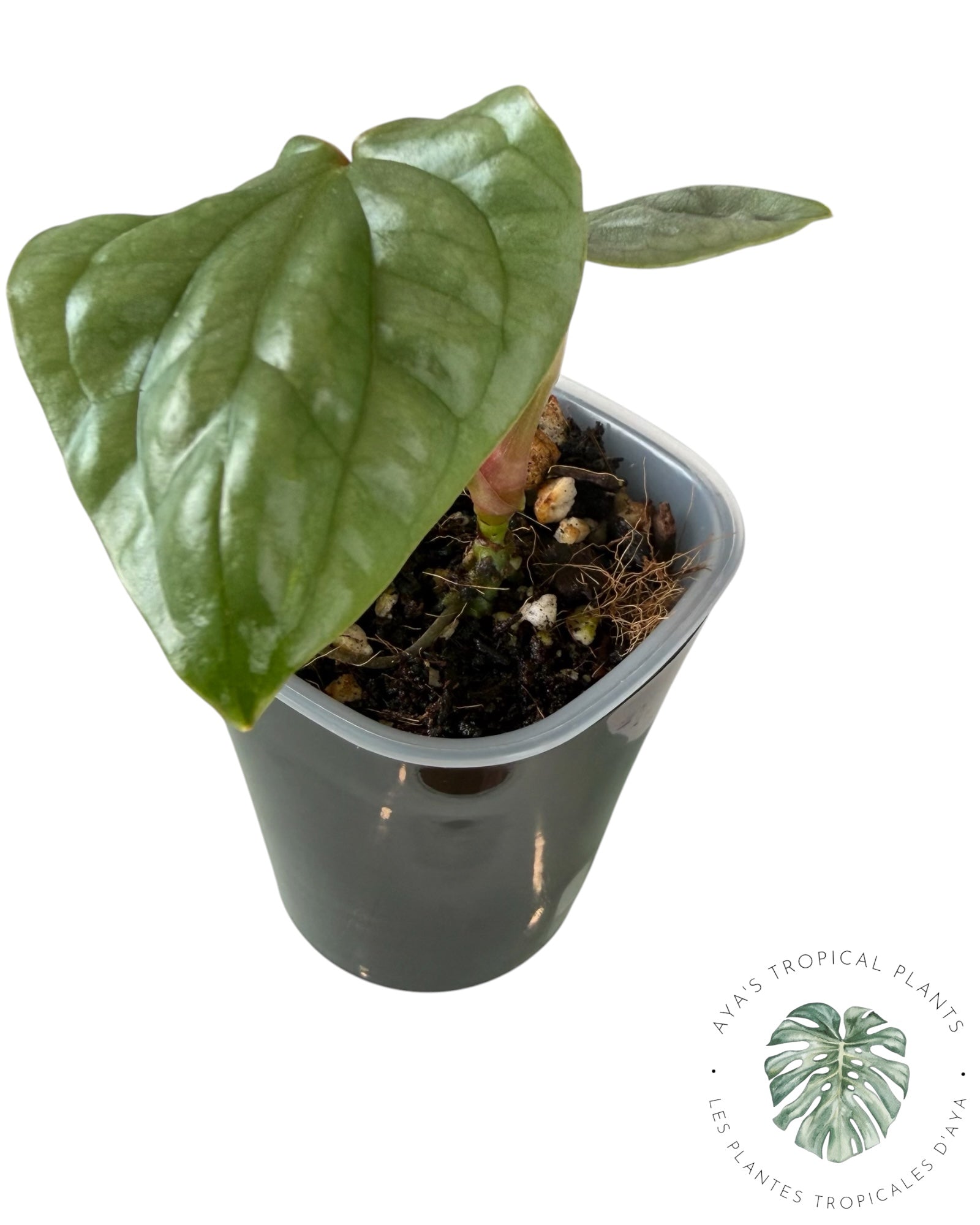 Anthurium Luxurians