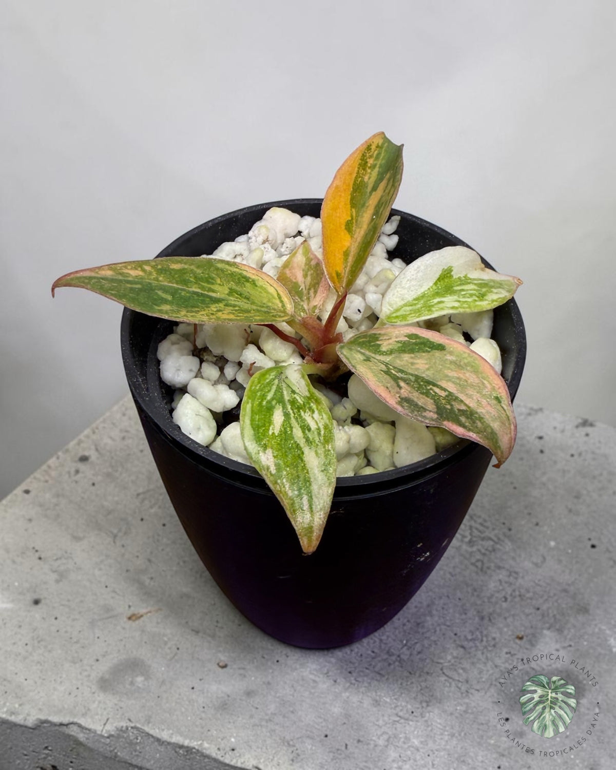 Philodendron Caramel Fire Tiger