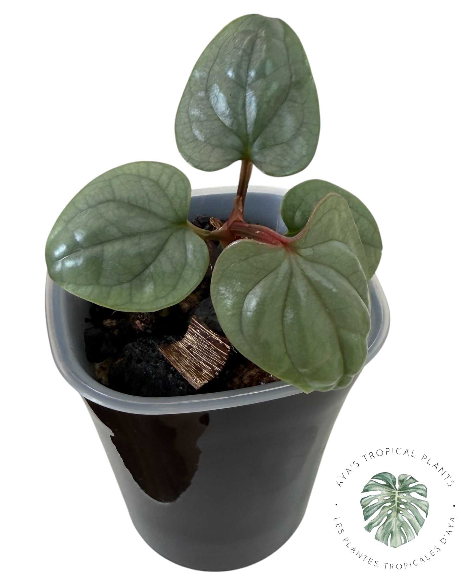 Anthurium Luxurians