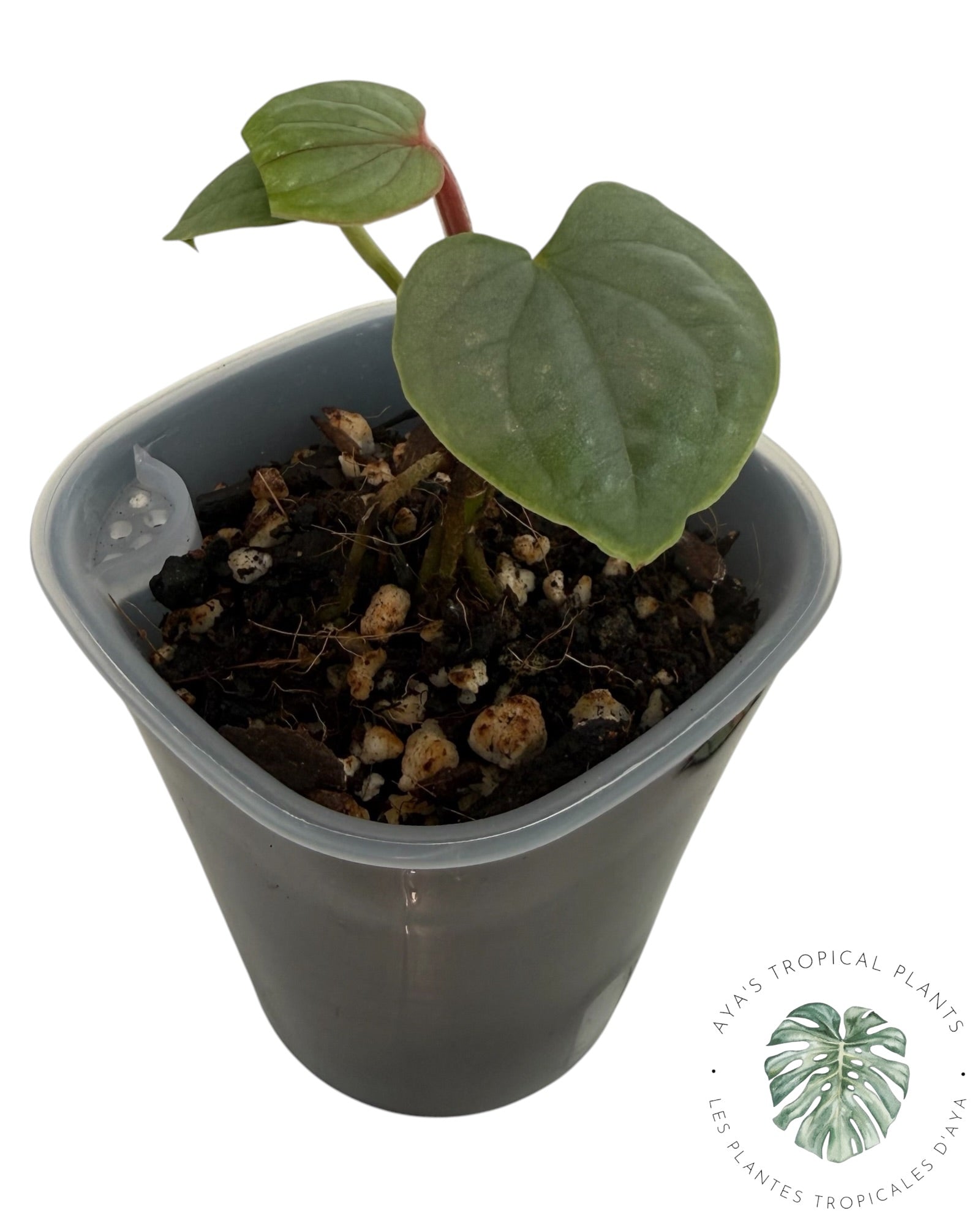 Anthurium Luxurians