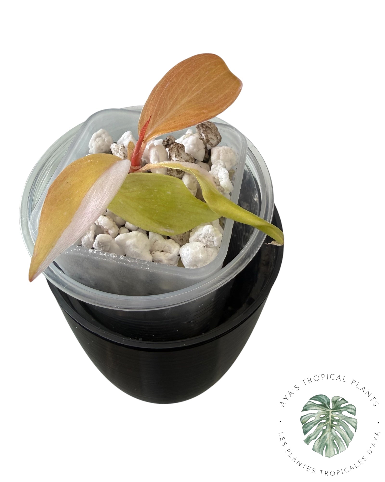 Philodendron Princesse Persimmon
