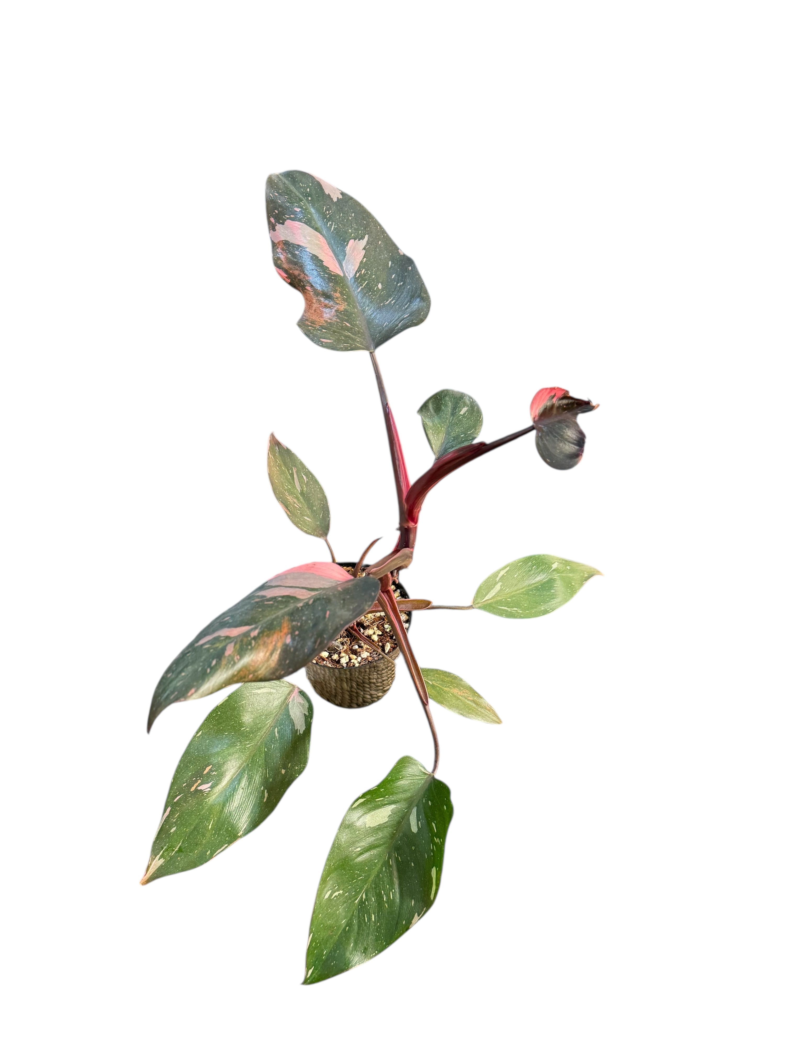 Philodendron 'Pink Princess' Marble King | Aracée | Plantes tropicales d'Aya