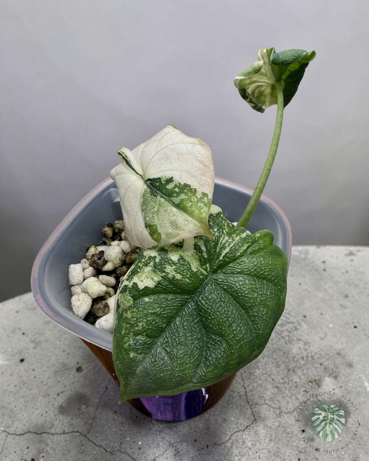 Alocasia Melo Albo Panaché
