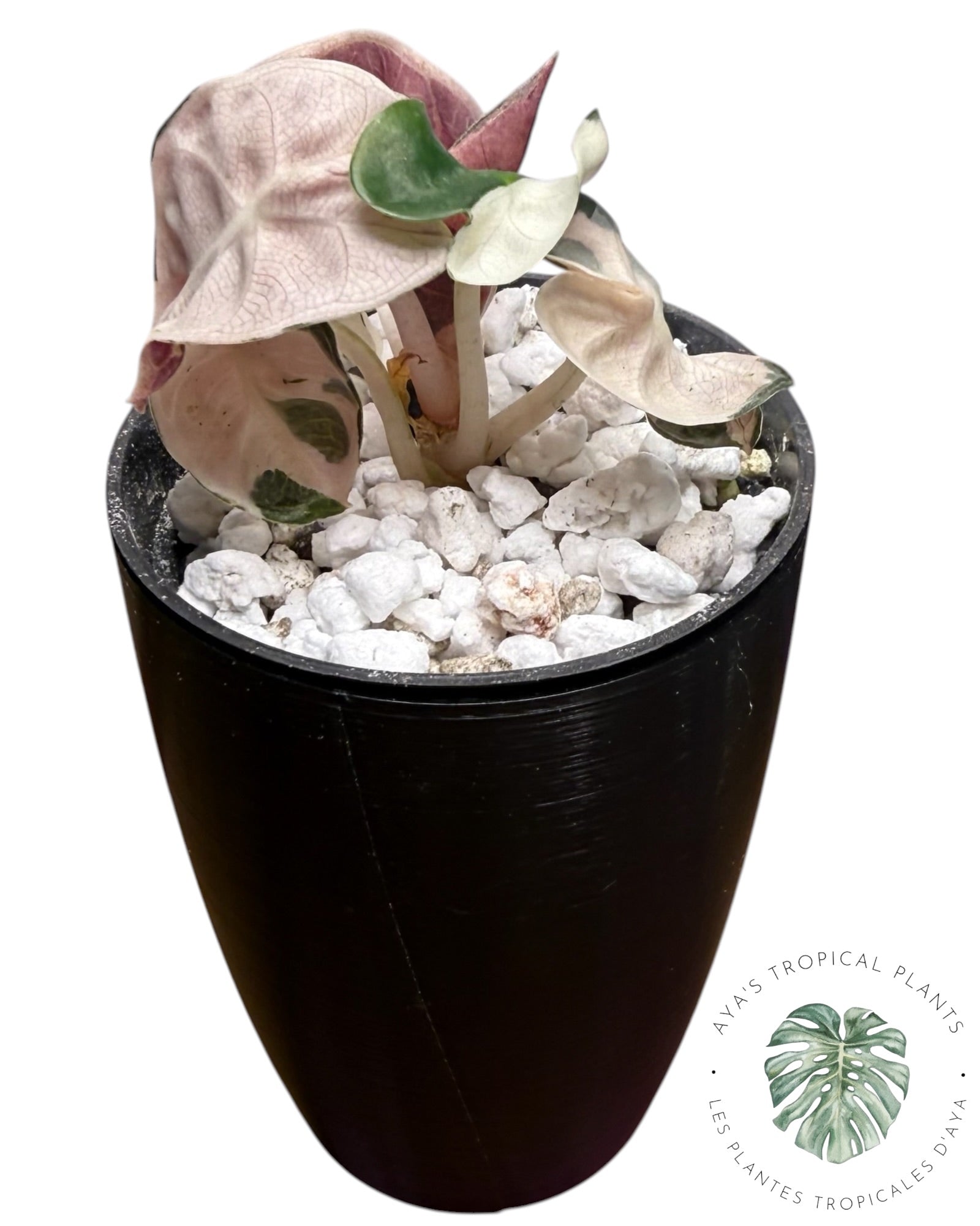 Alocasia Heart Balloon Pink variegated