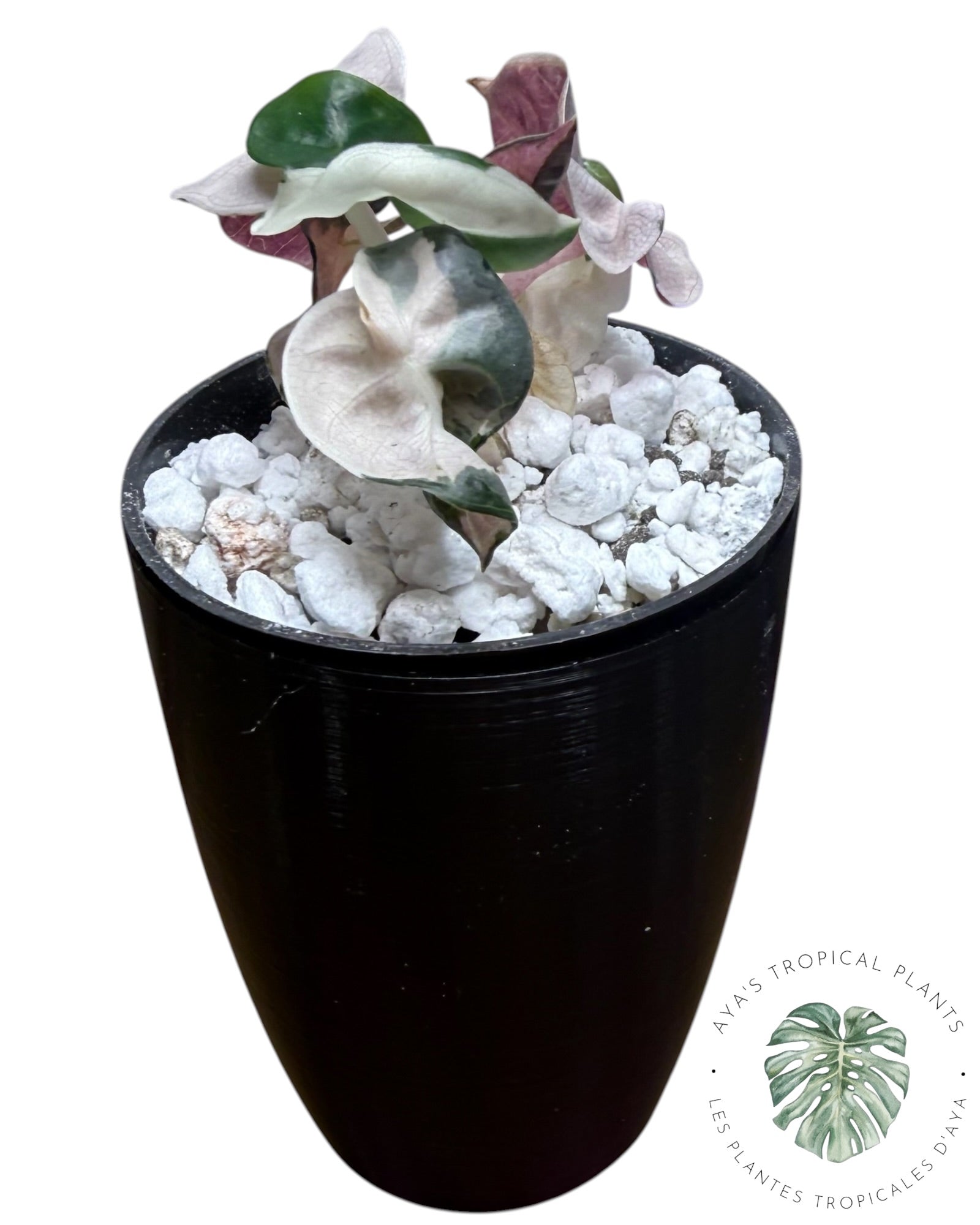 Alocasia Heart Balloon Pink variegated