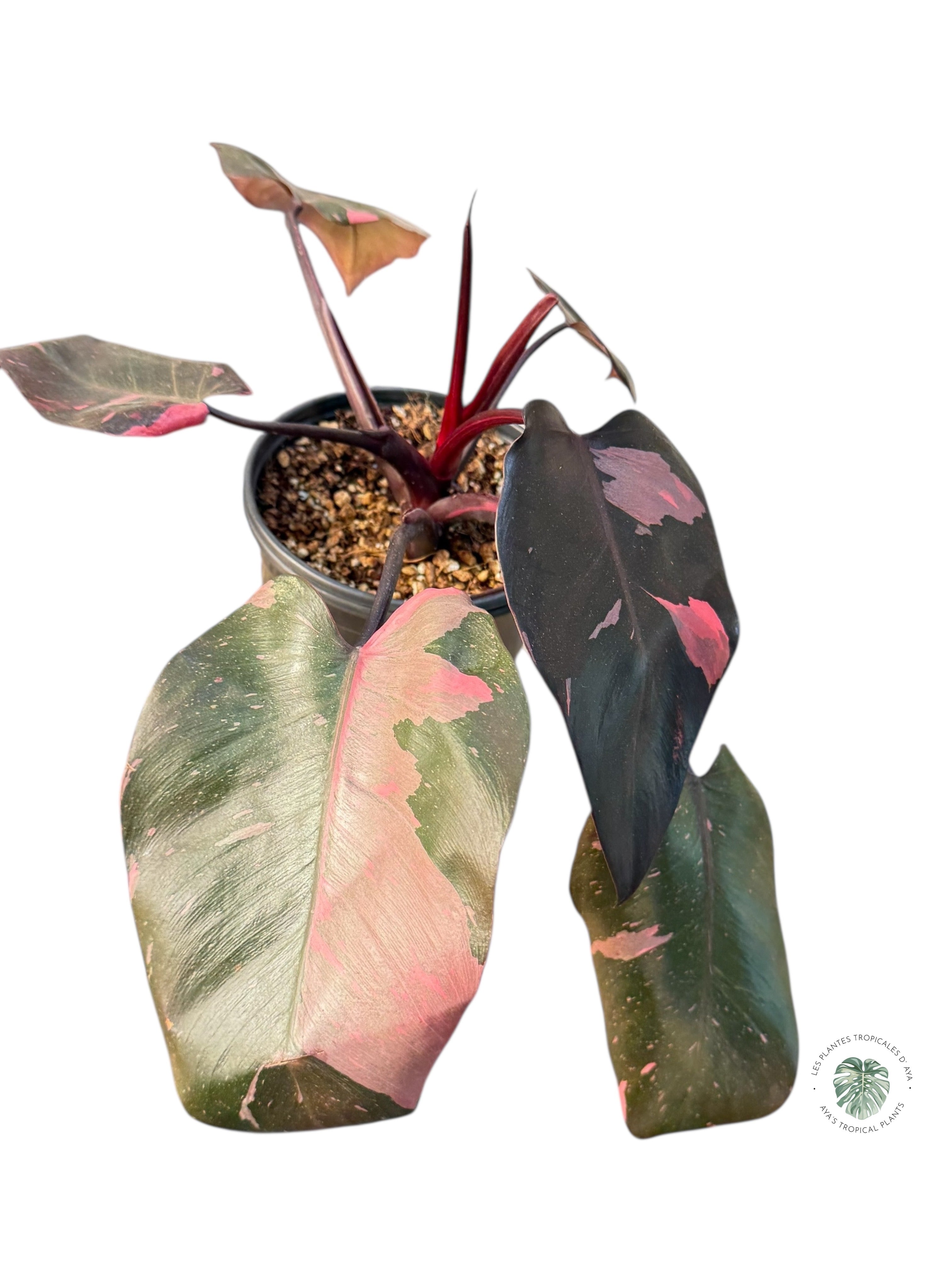 Philodendron 'Pink Princess' Marble King | Aracée | Plantes tropicales d'Aya