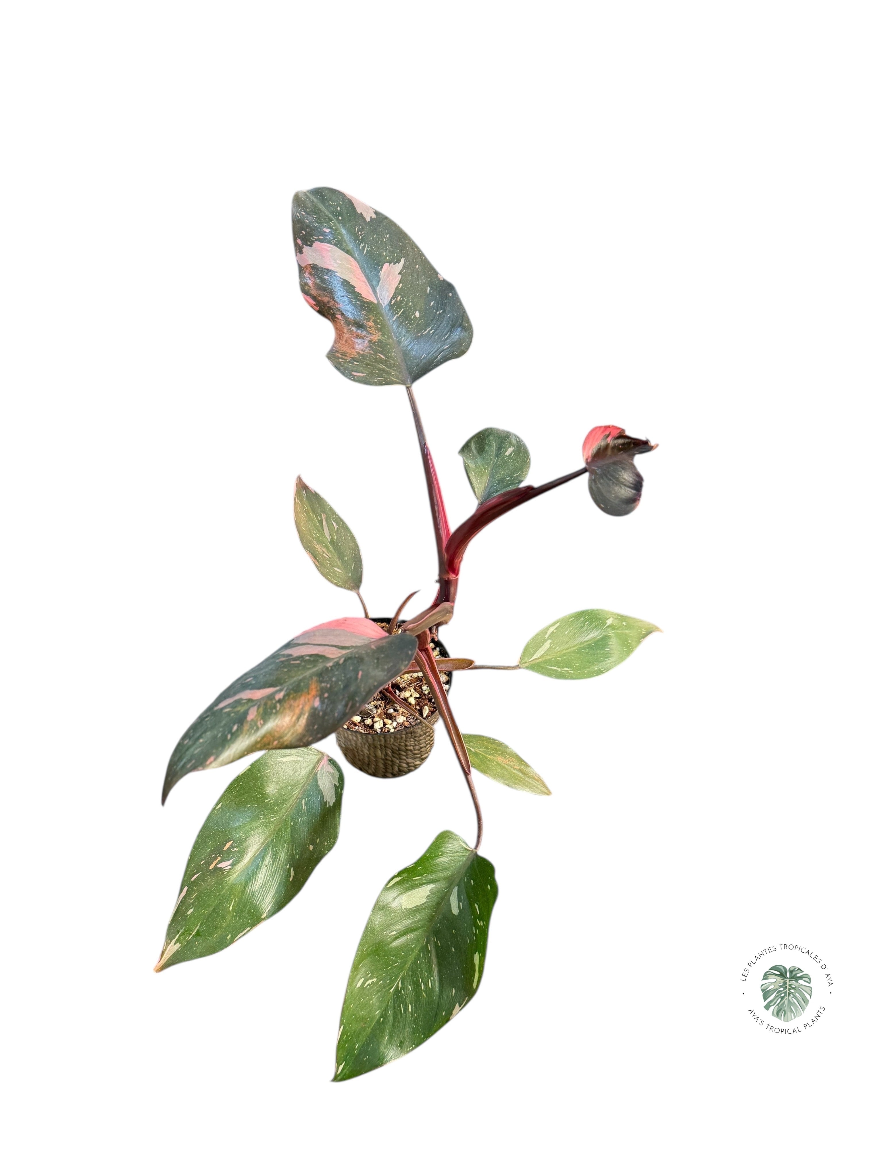Philodendron 'Pink Princess' Marble King | Aracée | Plantes tropicales d'Aya