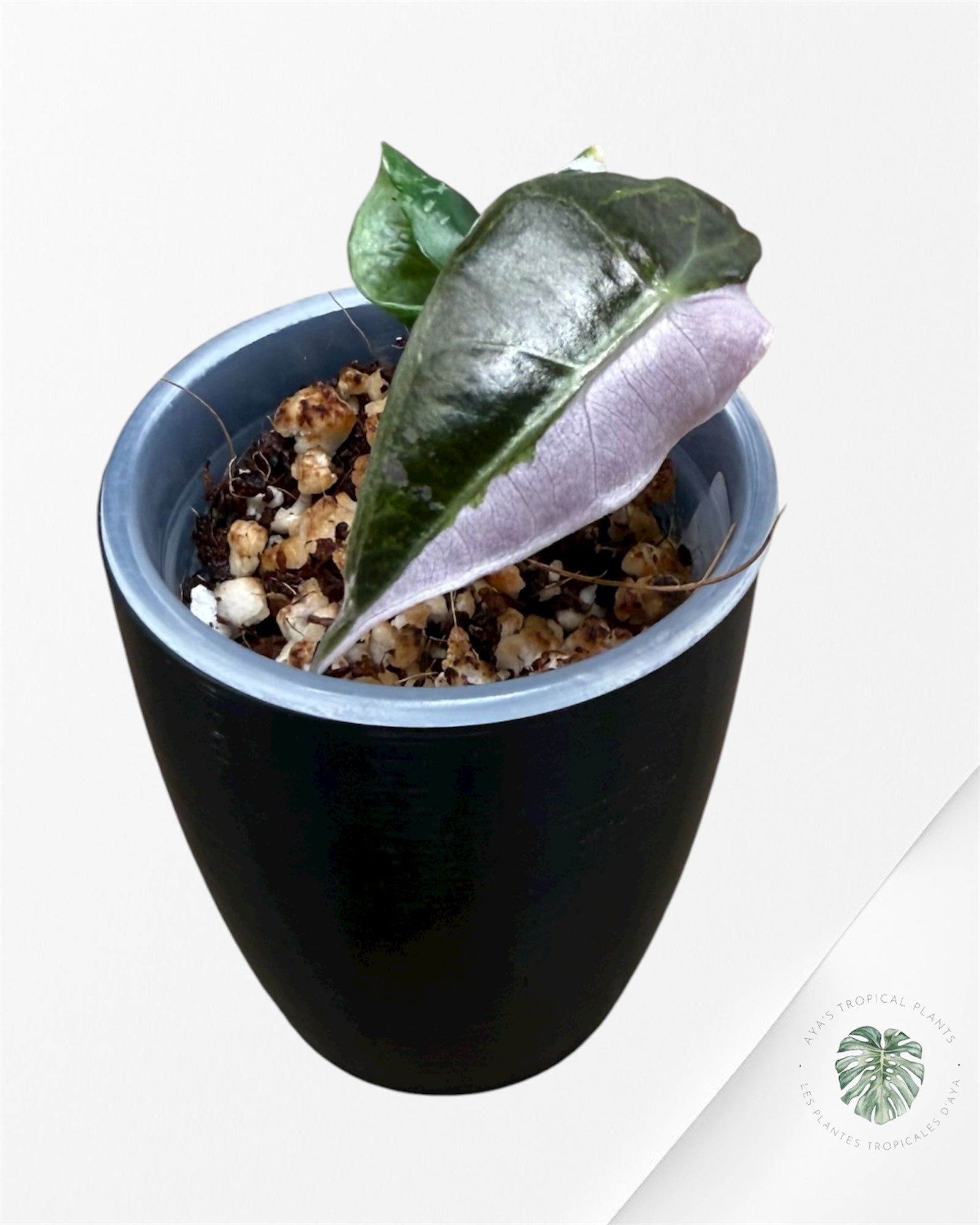 Alocasia Polly Pink Variegated