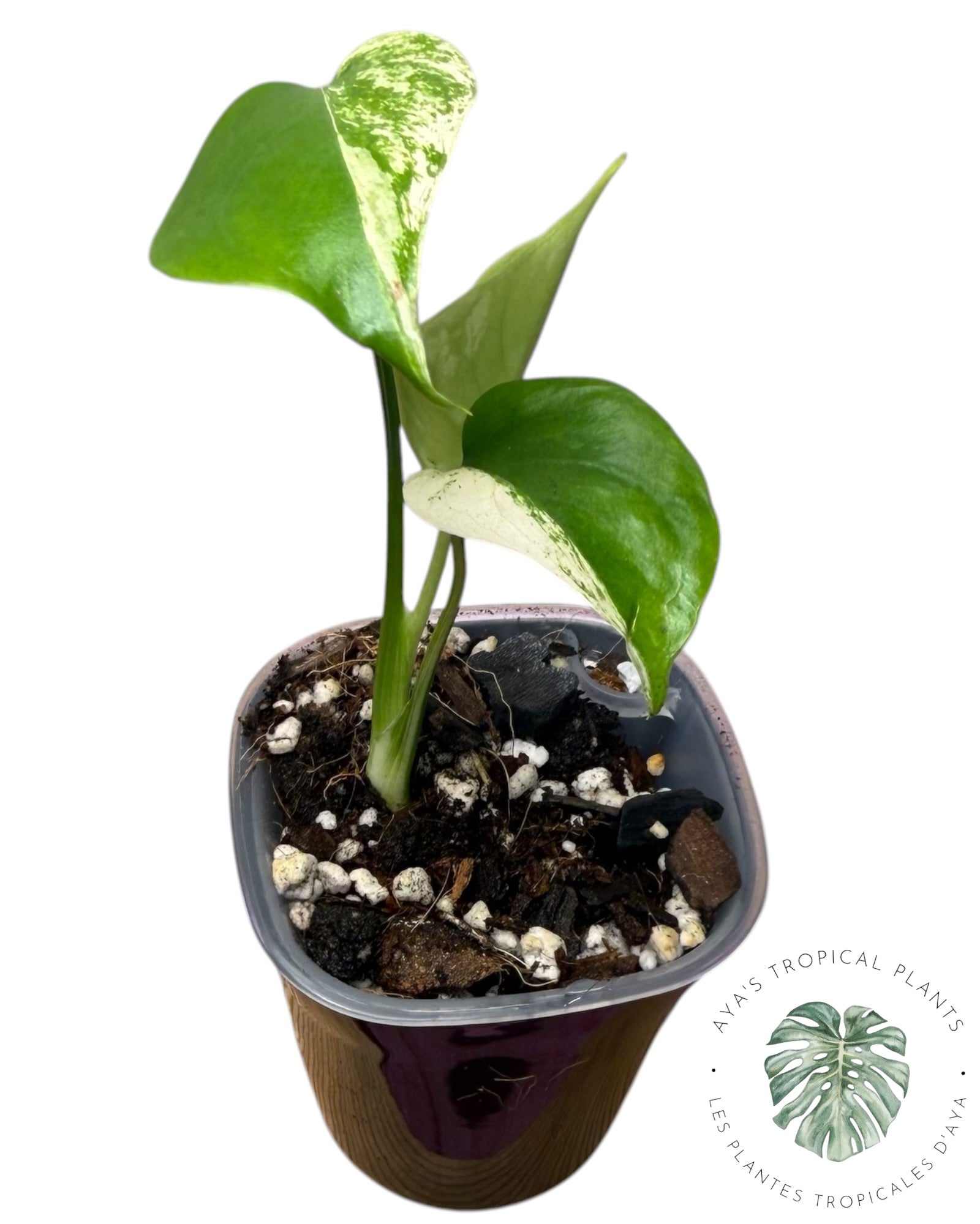 Monstera White Monster