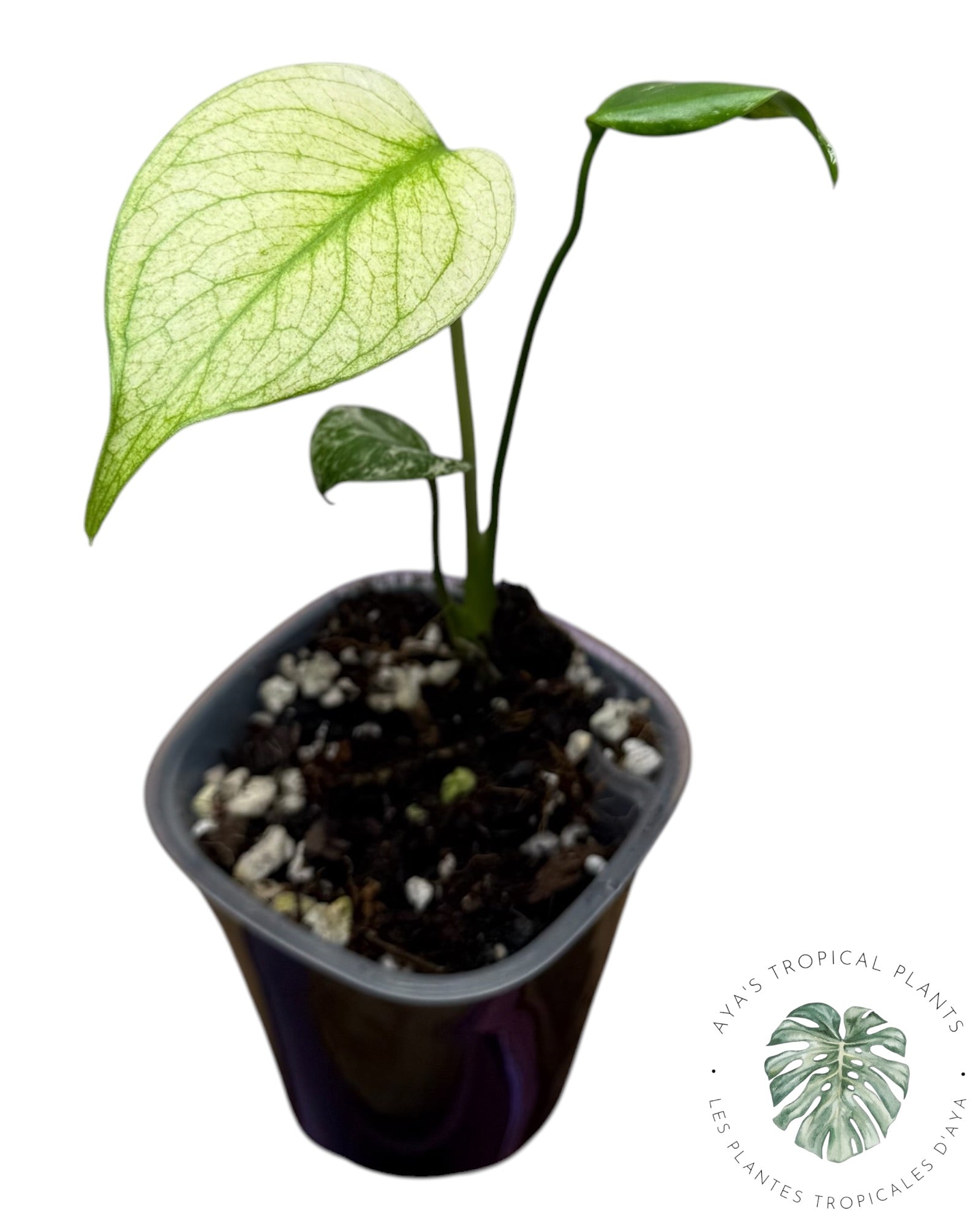 Monstera White Monster