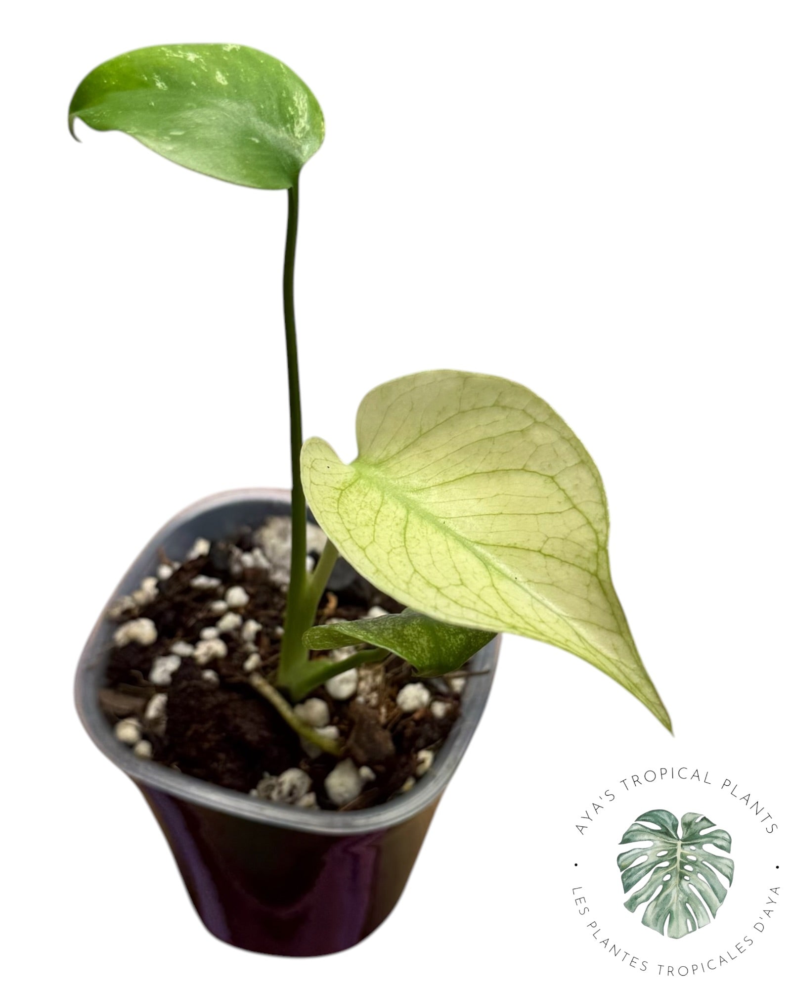Monstera White Monster