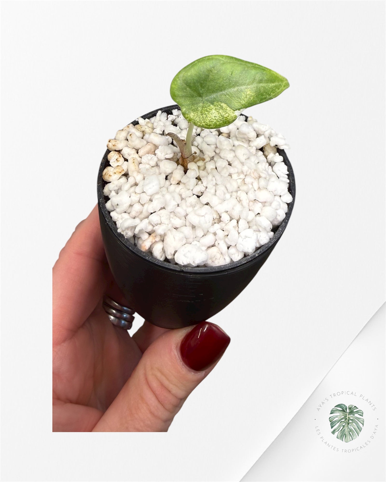 Alocasia Maharani Aurea Variegated