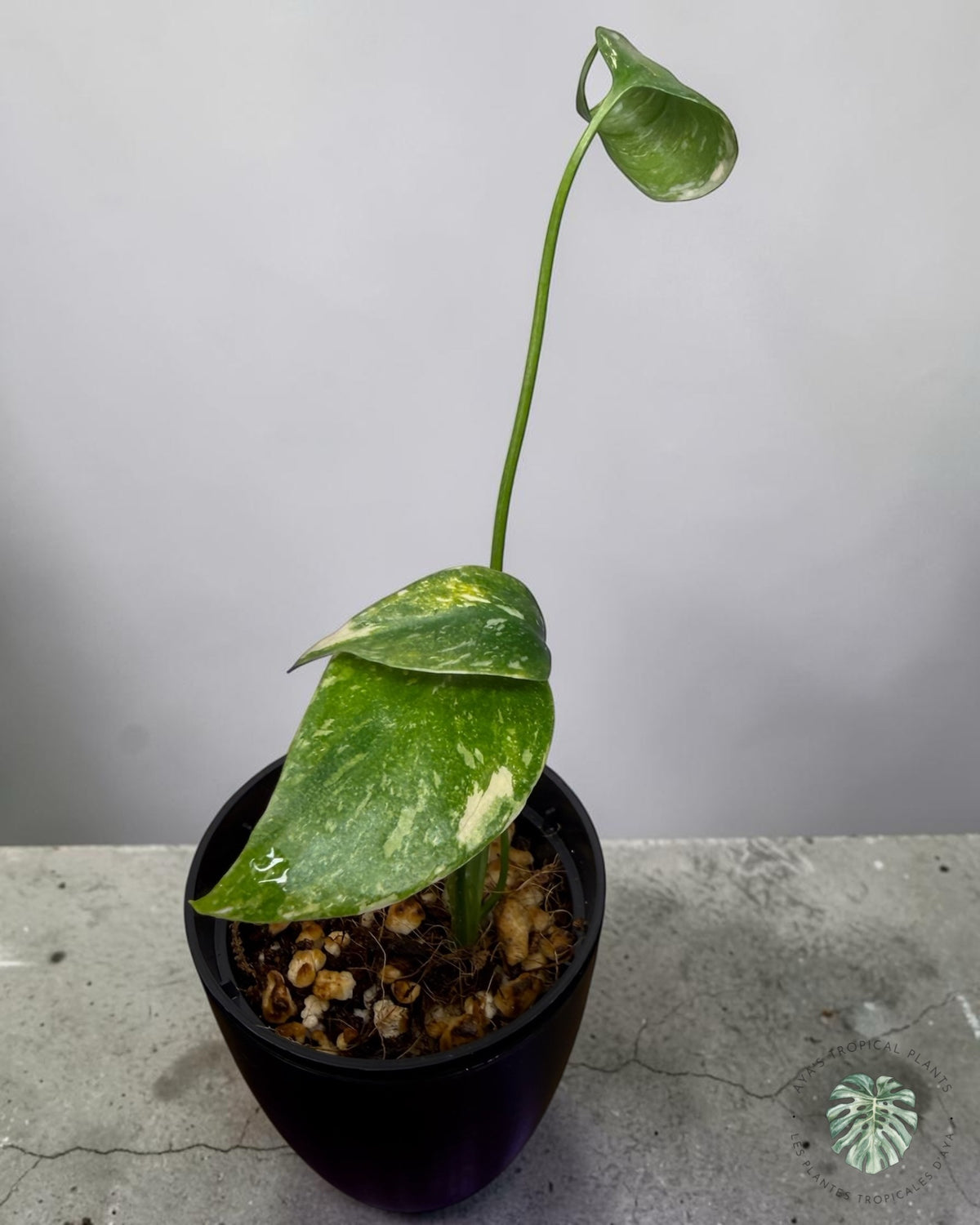 Monstera Thai Constellation Crème brûlée