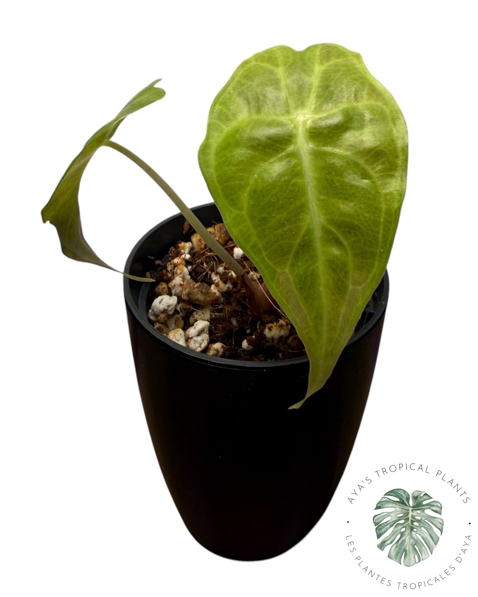 Alocasia Venom