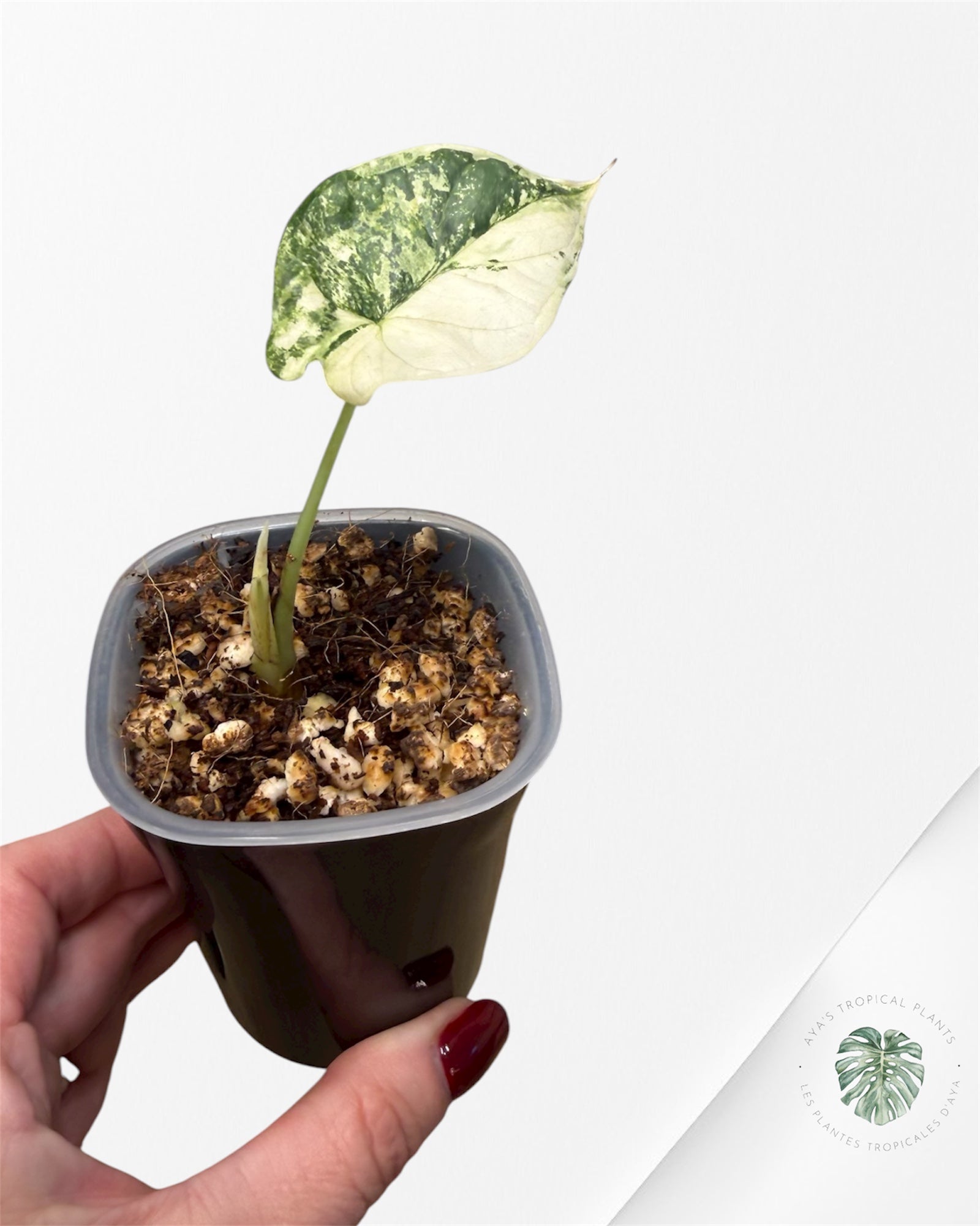 Alocasia Silver Dragon Albo Variegated