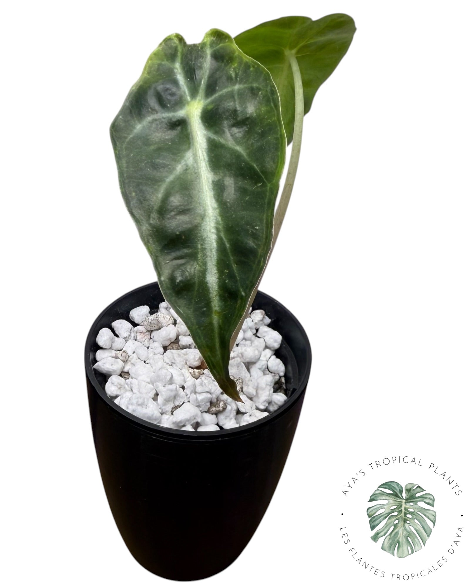 Alocasia Venom