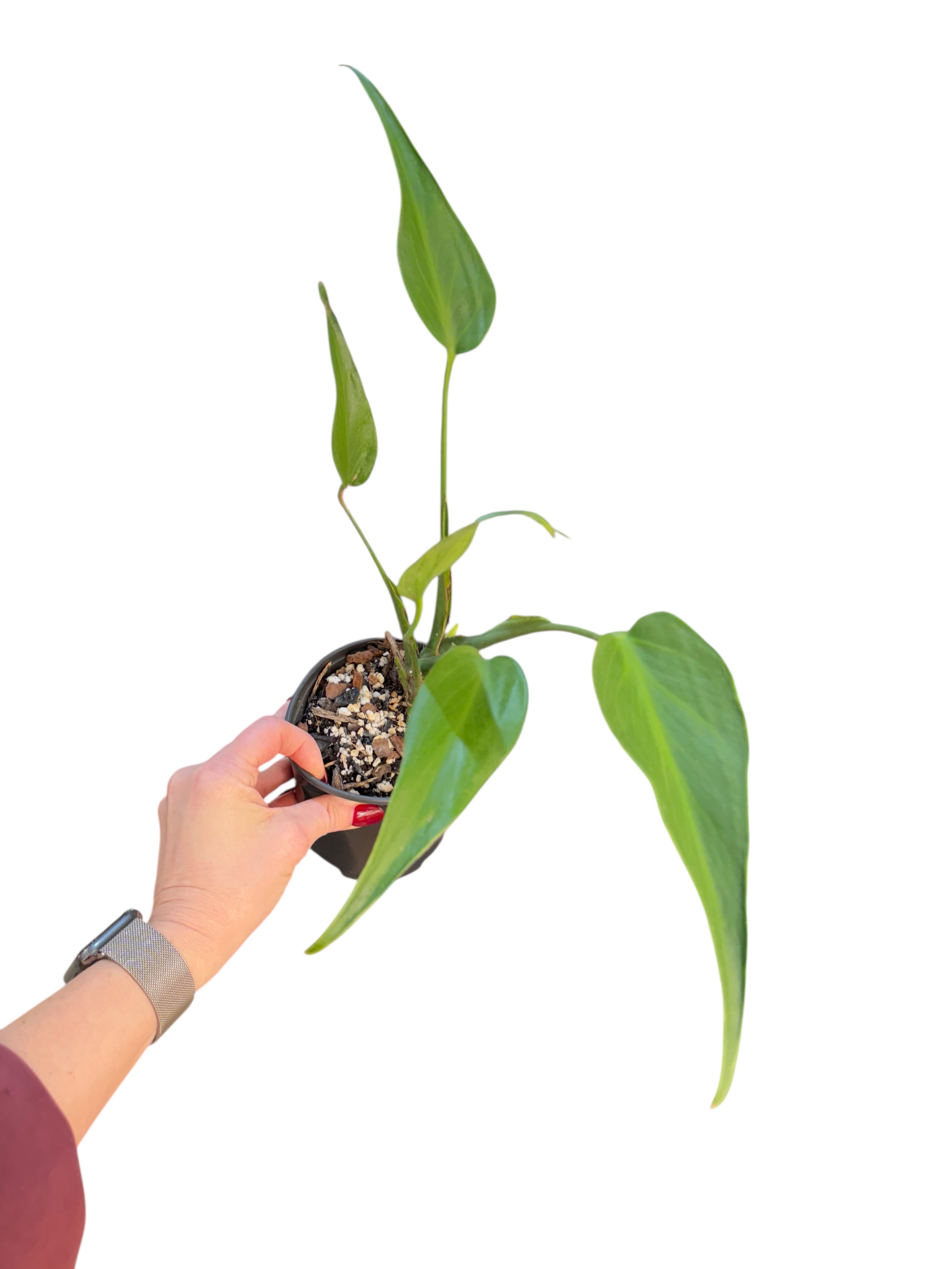 Monstera Burle Marx Flame | Aracée rare | Plantes tropicales d'Aya