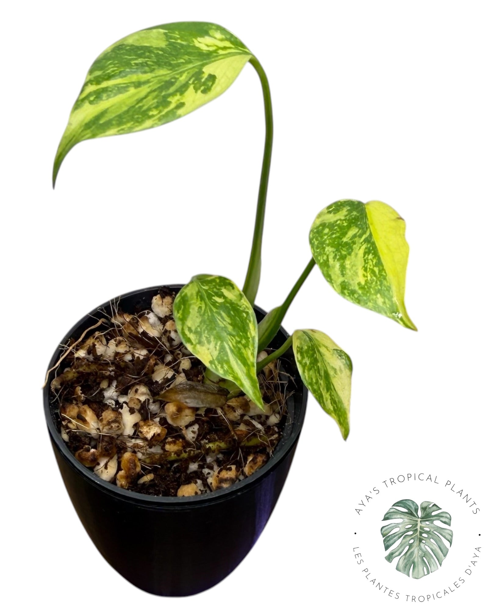 Monstera Deliciosa Electrolyte