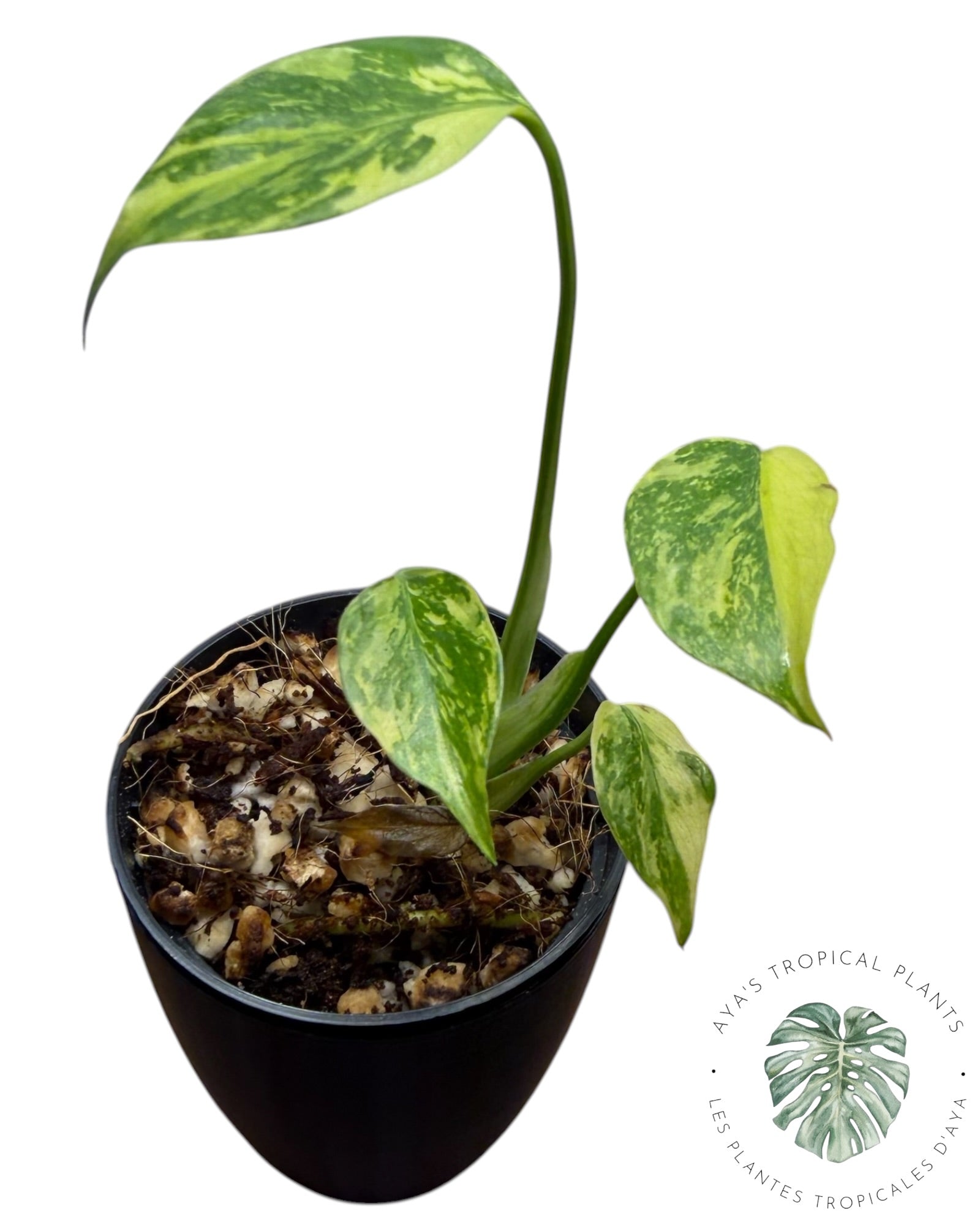 Monstera Deliciosa Electrolyte