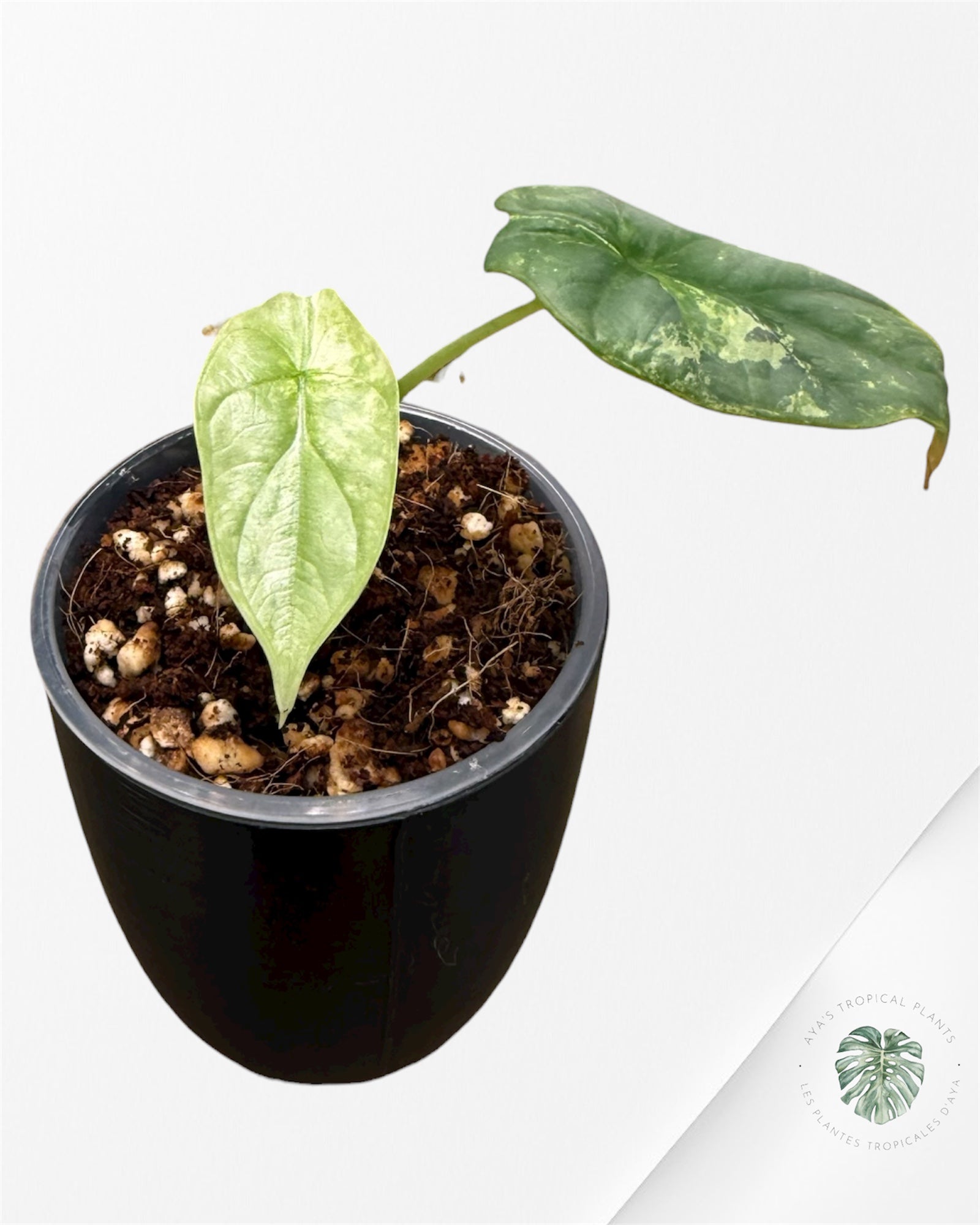 Alocasia Silver Dragon Albo Variegated