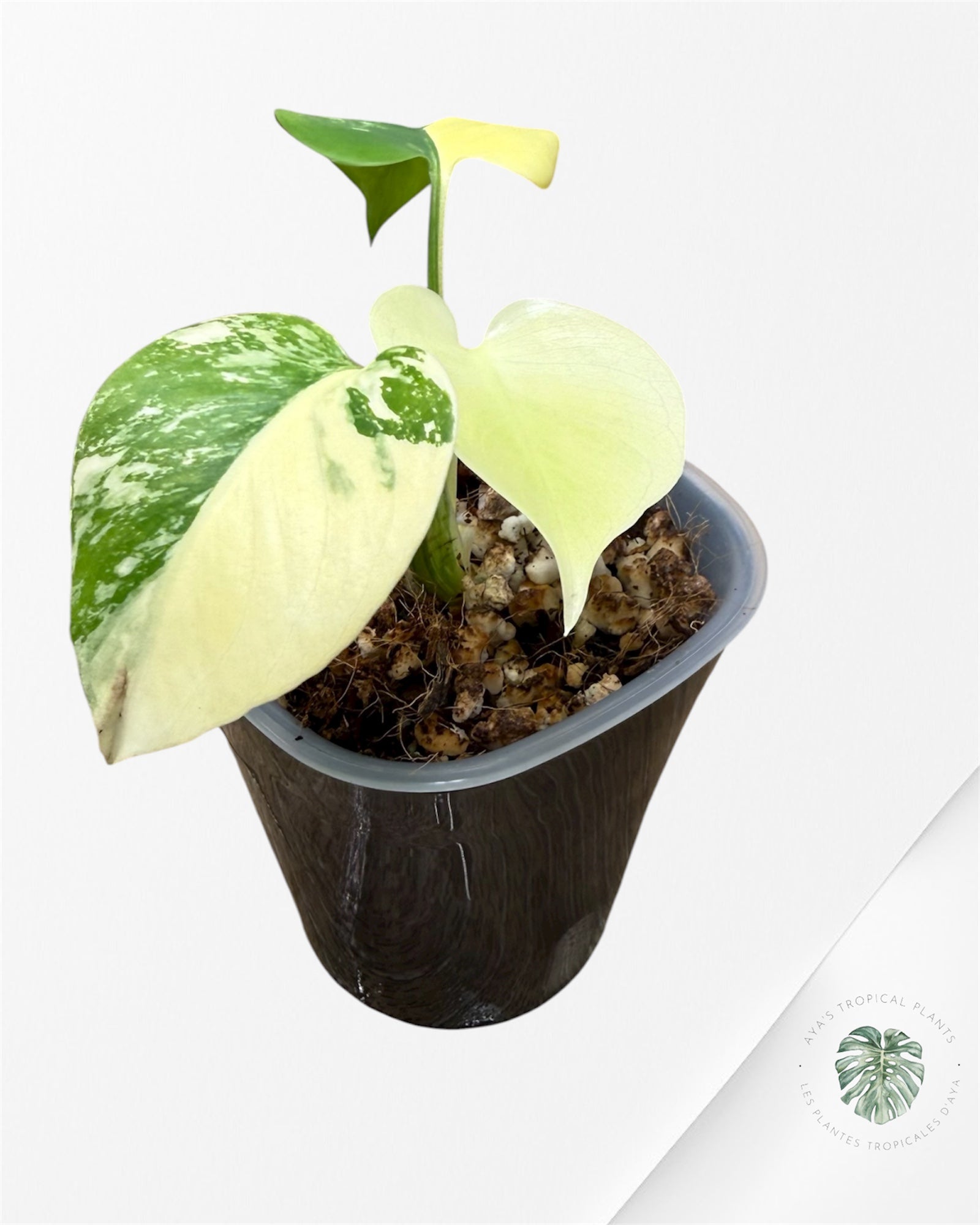 Monstera Deliciosa ‘Lemon Pom Pom’