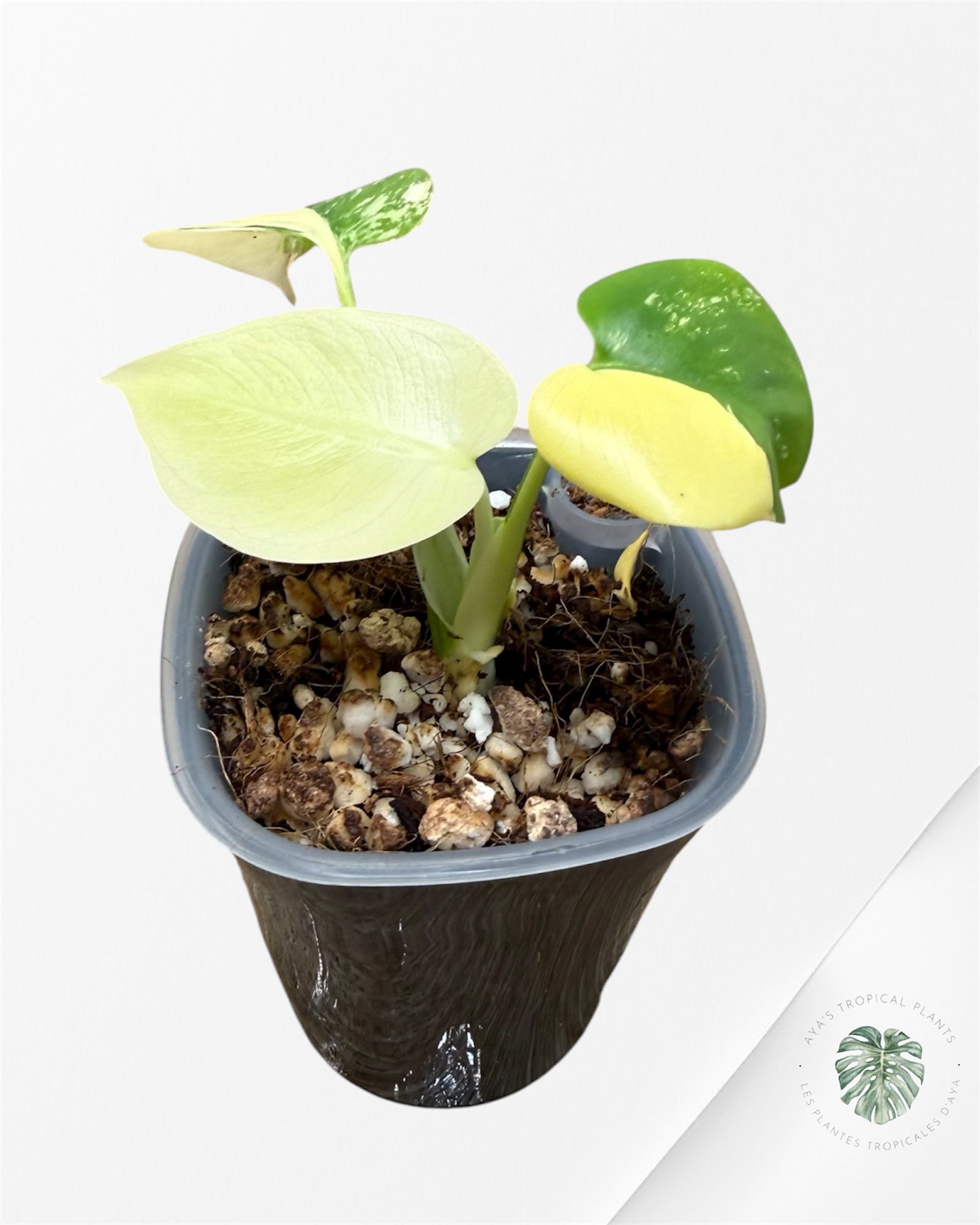 Monstera Deliciosa ‘Lemon Pom Pom’