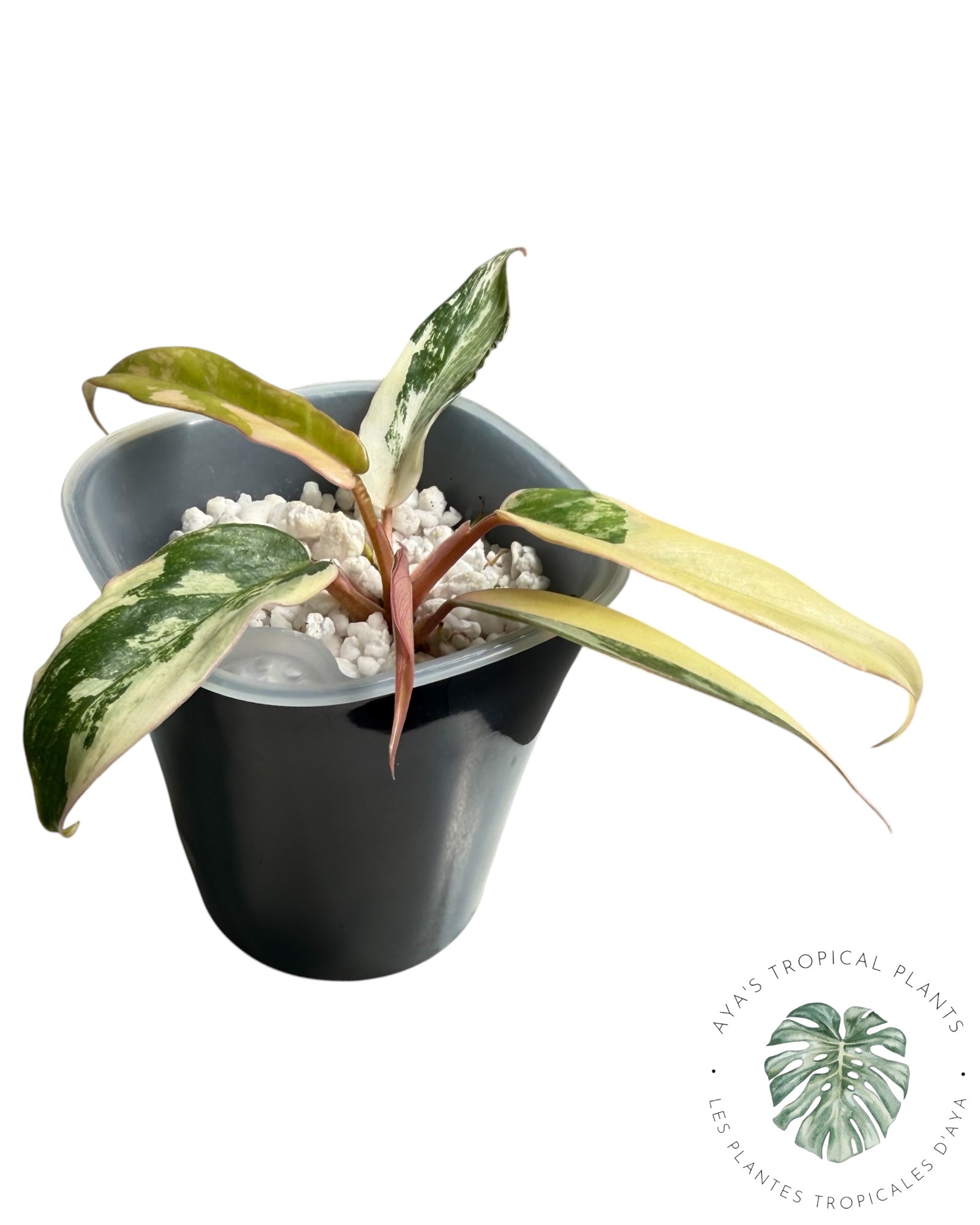 Philodendron Florida Beauty x Tortum