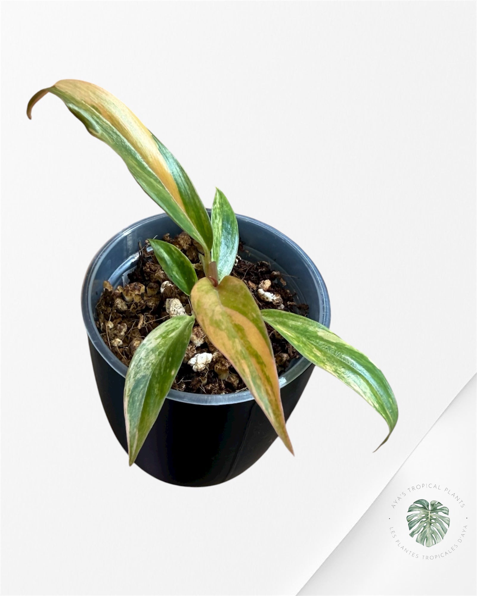 Philodendron Caramel Marble