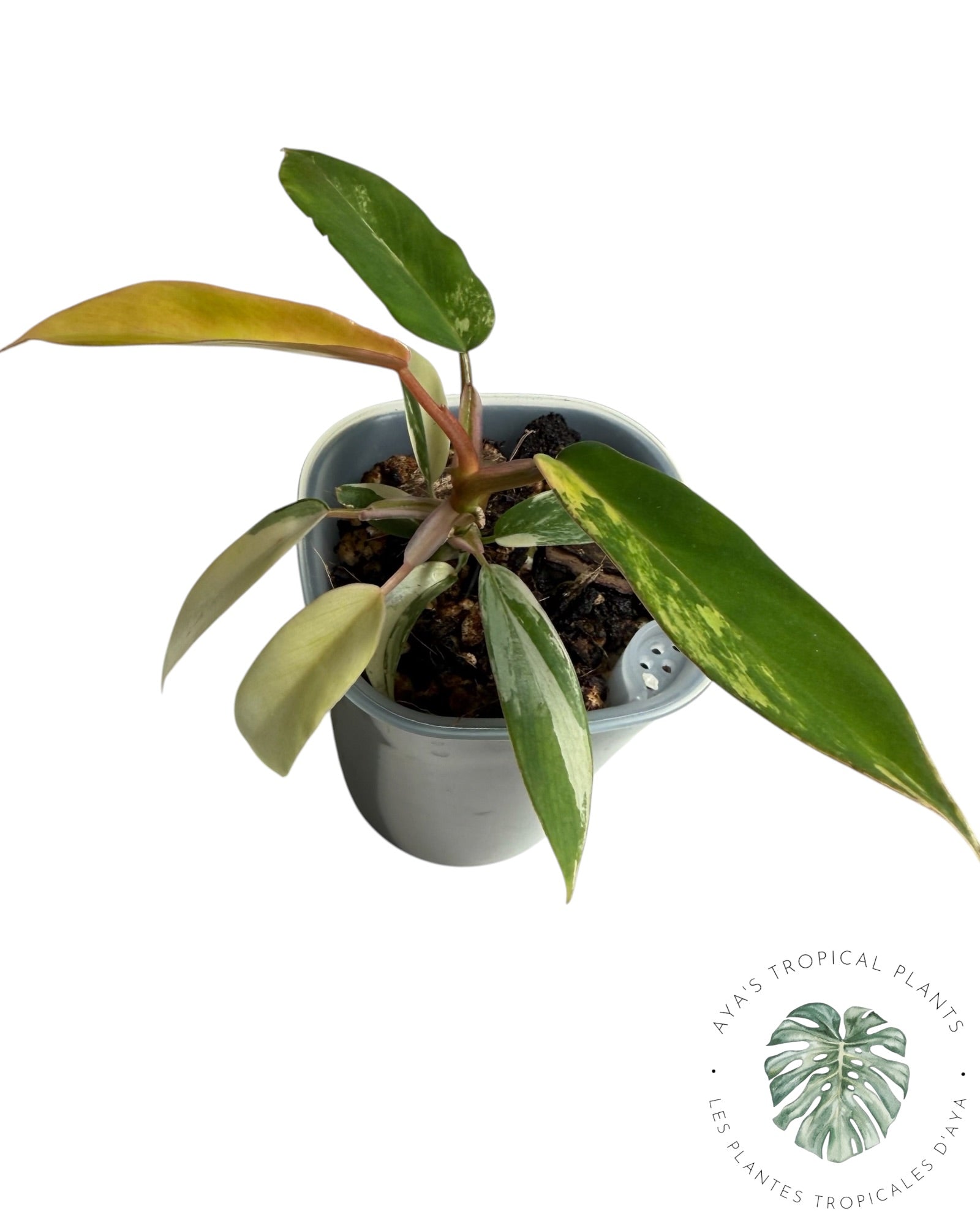 Philodendron Florida Beauty x Tortum