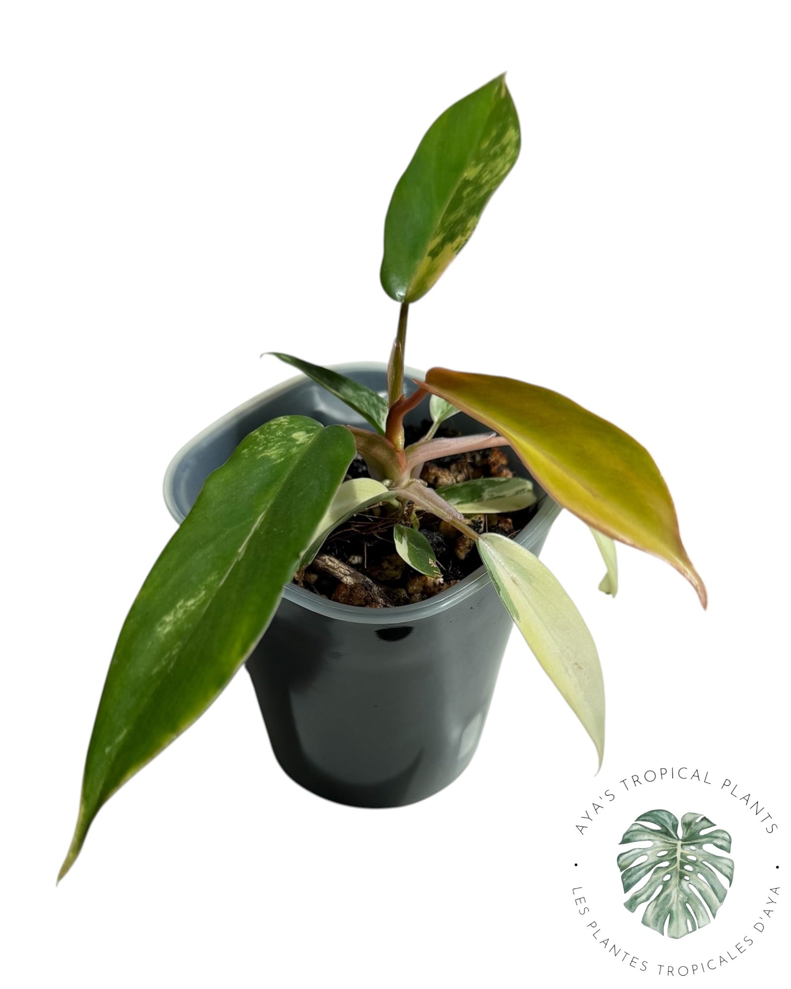 Philodendron Florida Beauty x Tortum