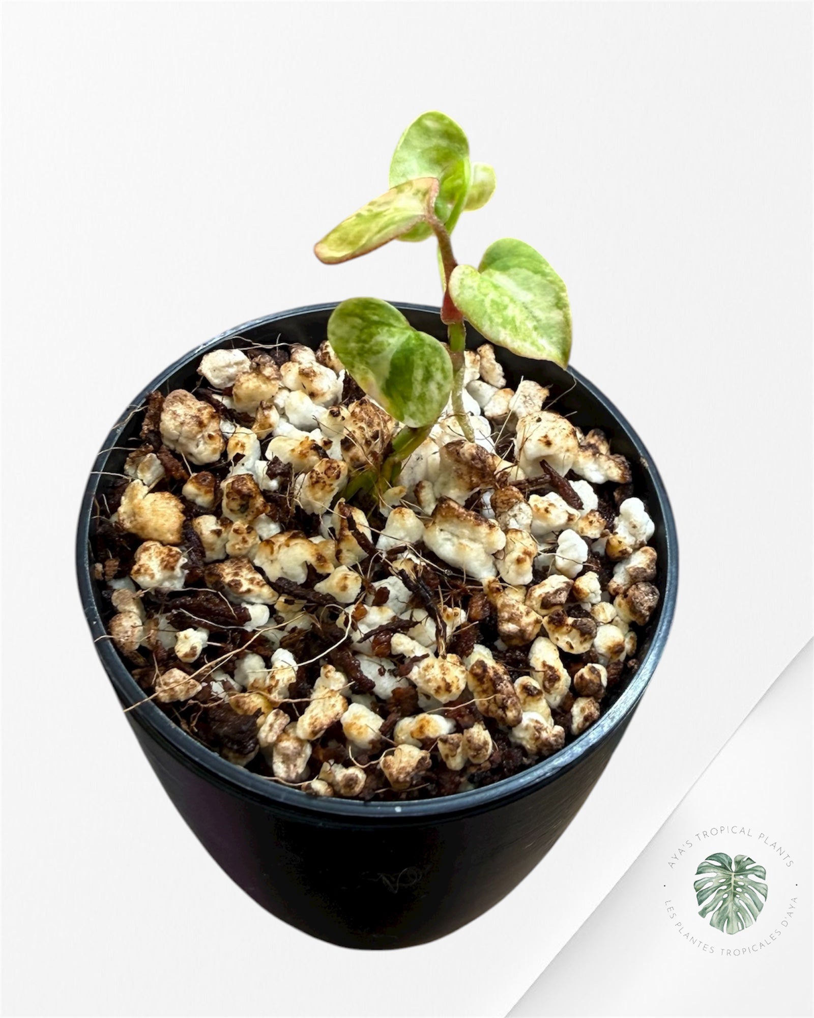 Anthurium Papillilaminum X Magnificum Variegated