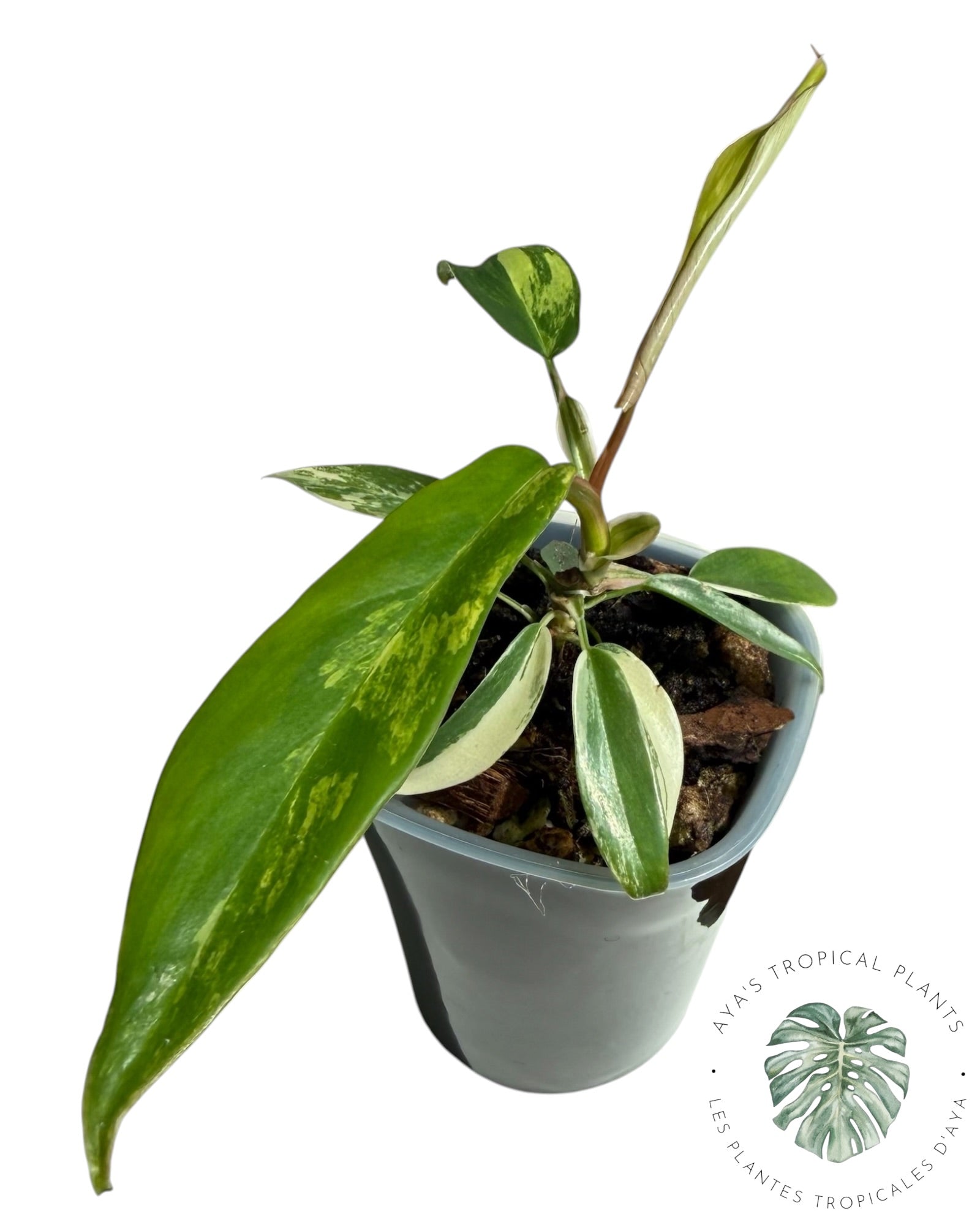 Philodendron Florida Beauty x Tortum