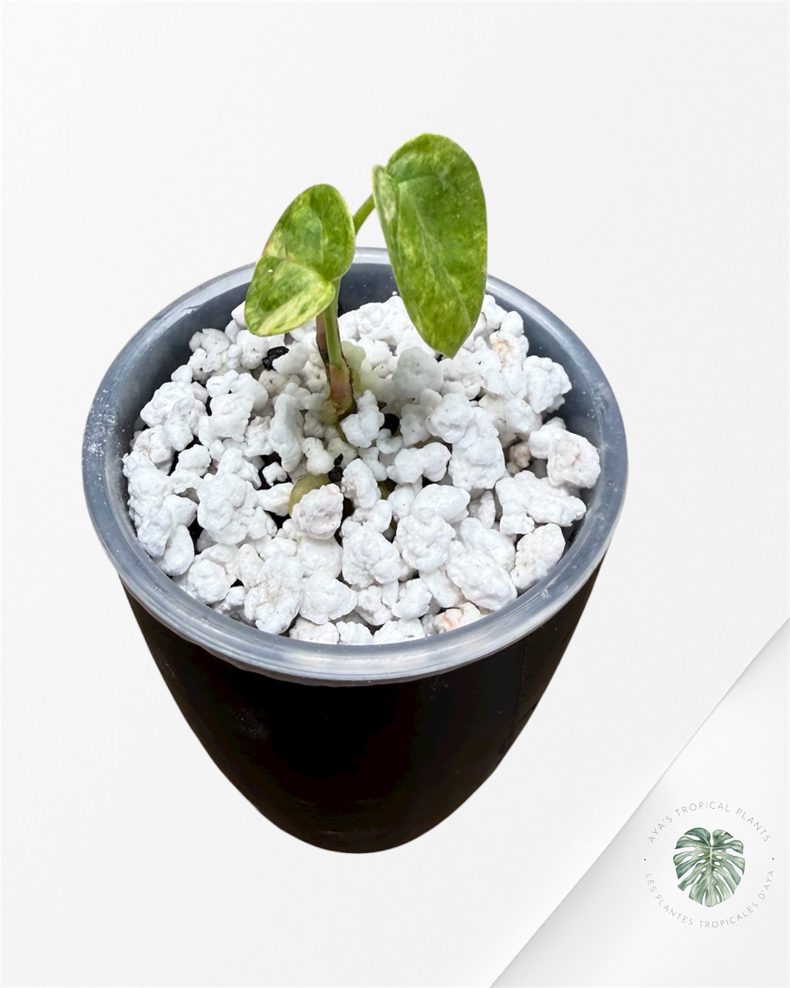 Anthurium Clarinervium Aurea Variegated