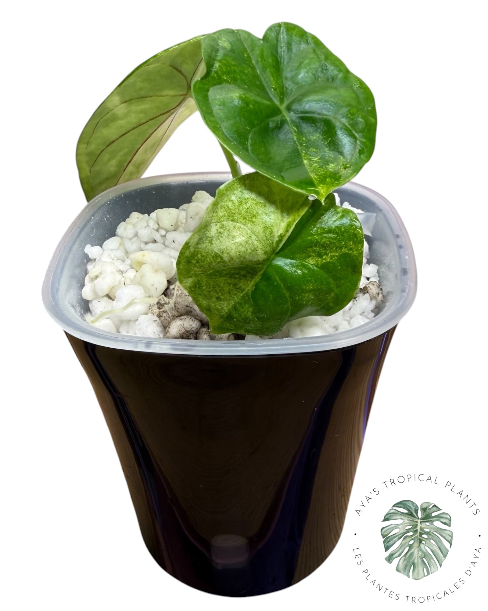 Alocasia Aegis Mint Variegated