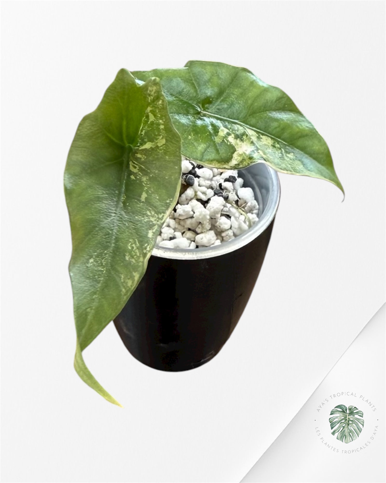 Alocasia Simpo Albo Variegated