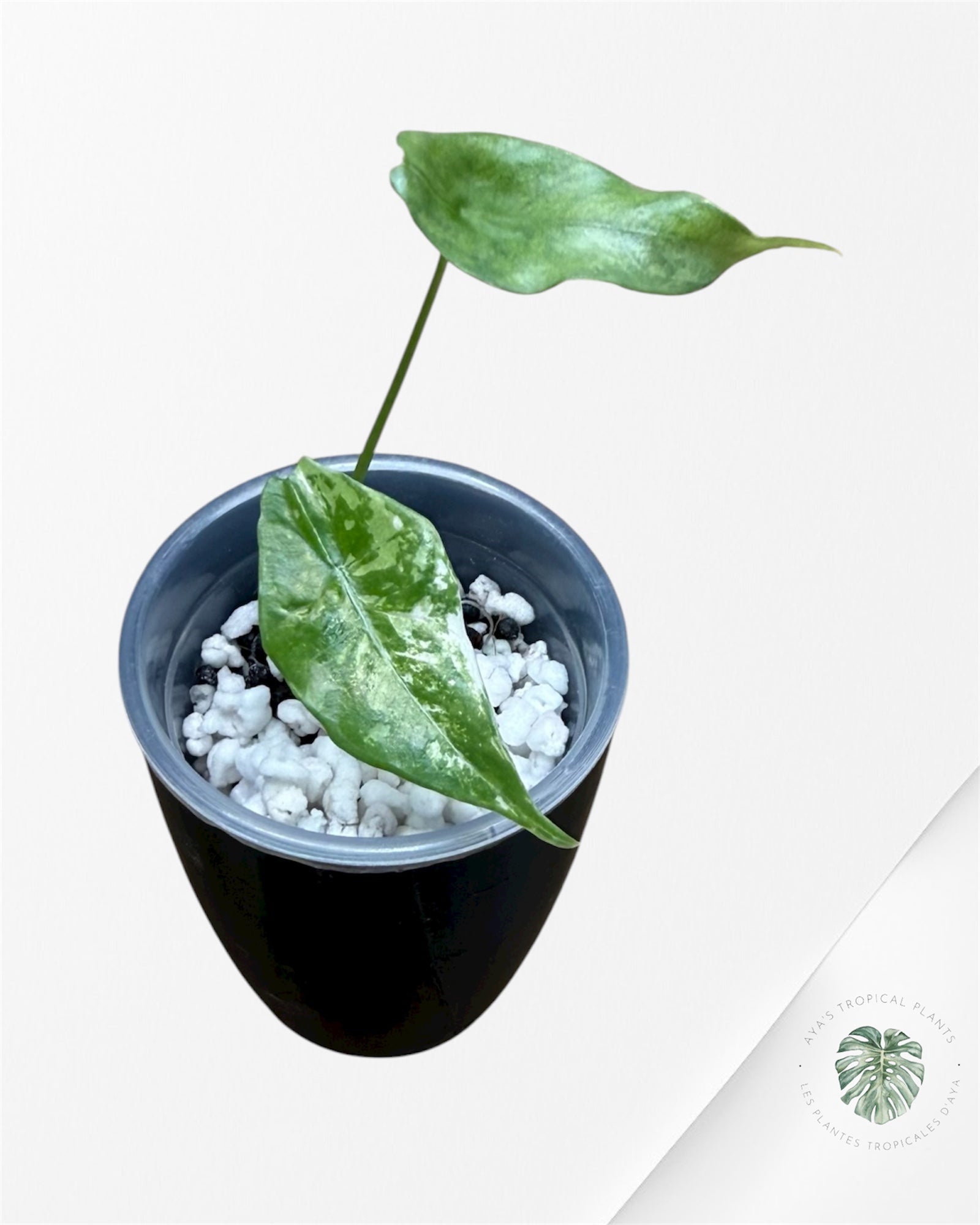 Alocasia Simpo Albo Variegated